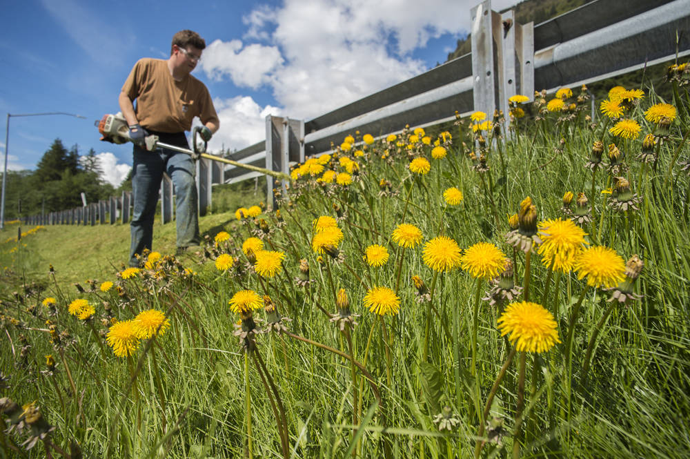 Garrett Smithberg, of the city’s landscape division, cuts grass and dandelions in bloom next to Aurora Harbor on Wednesday, May 30, 2018. (Michael Penn | Juneau Empire)