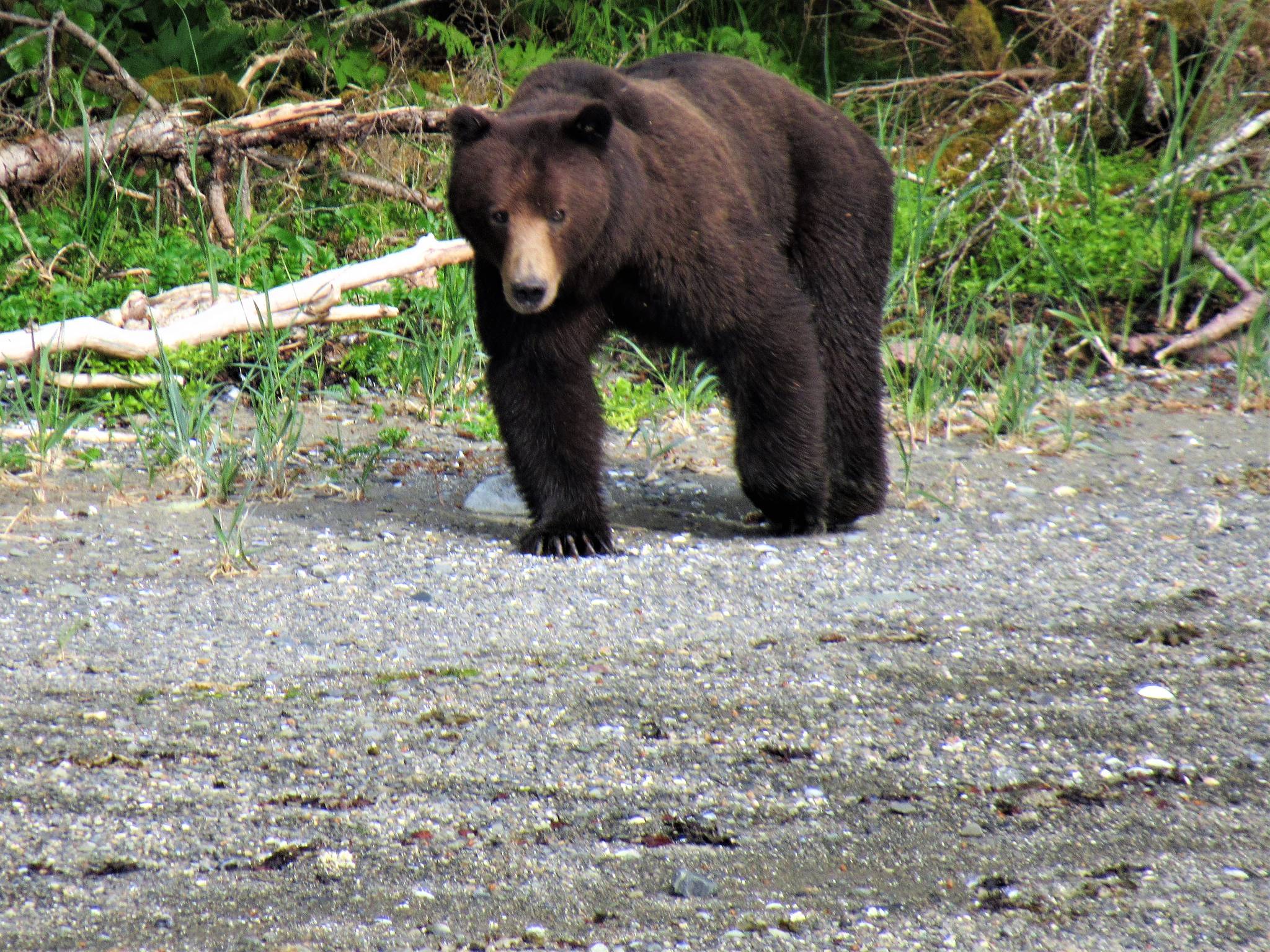A bear on Admiralty Island sizes up the author last year. (Photo by Bjorn Dihle)
