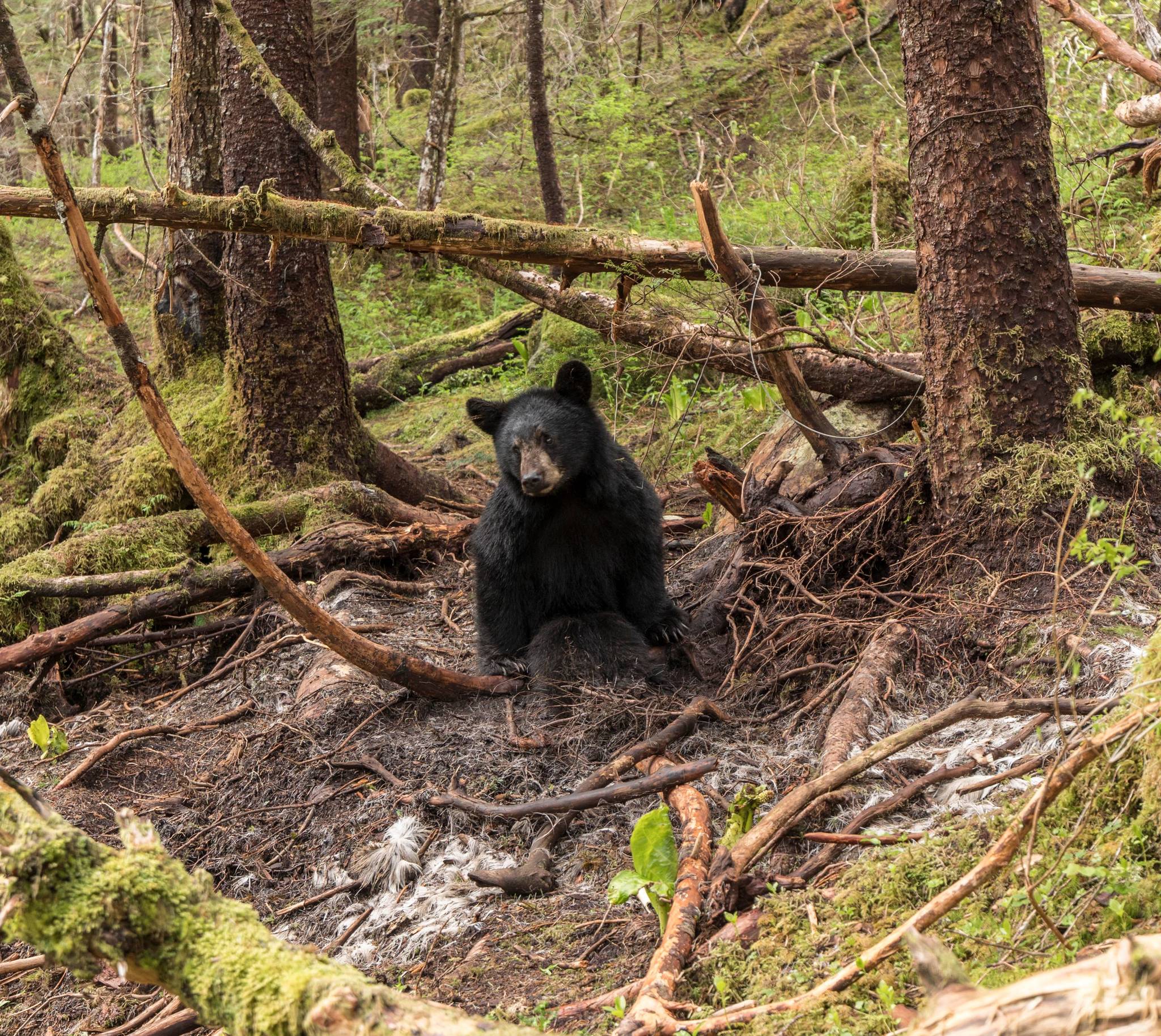 A male yearling black bear is pictured trapped in a snare on Douglas Island. The bear was euthanized because of extensive injuries due to the snare. (Alaska State Troopers | Courtesy Photo)