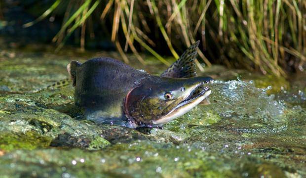 A male pink salmon fights its way up stream to spawn in a Southeast Alaska stream in August 2010.