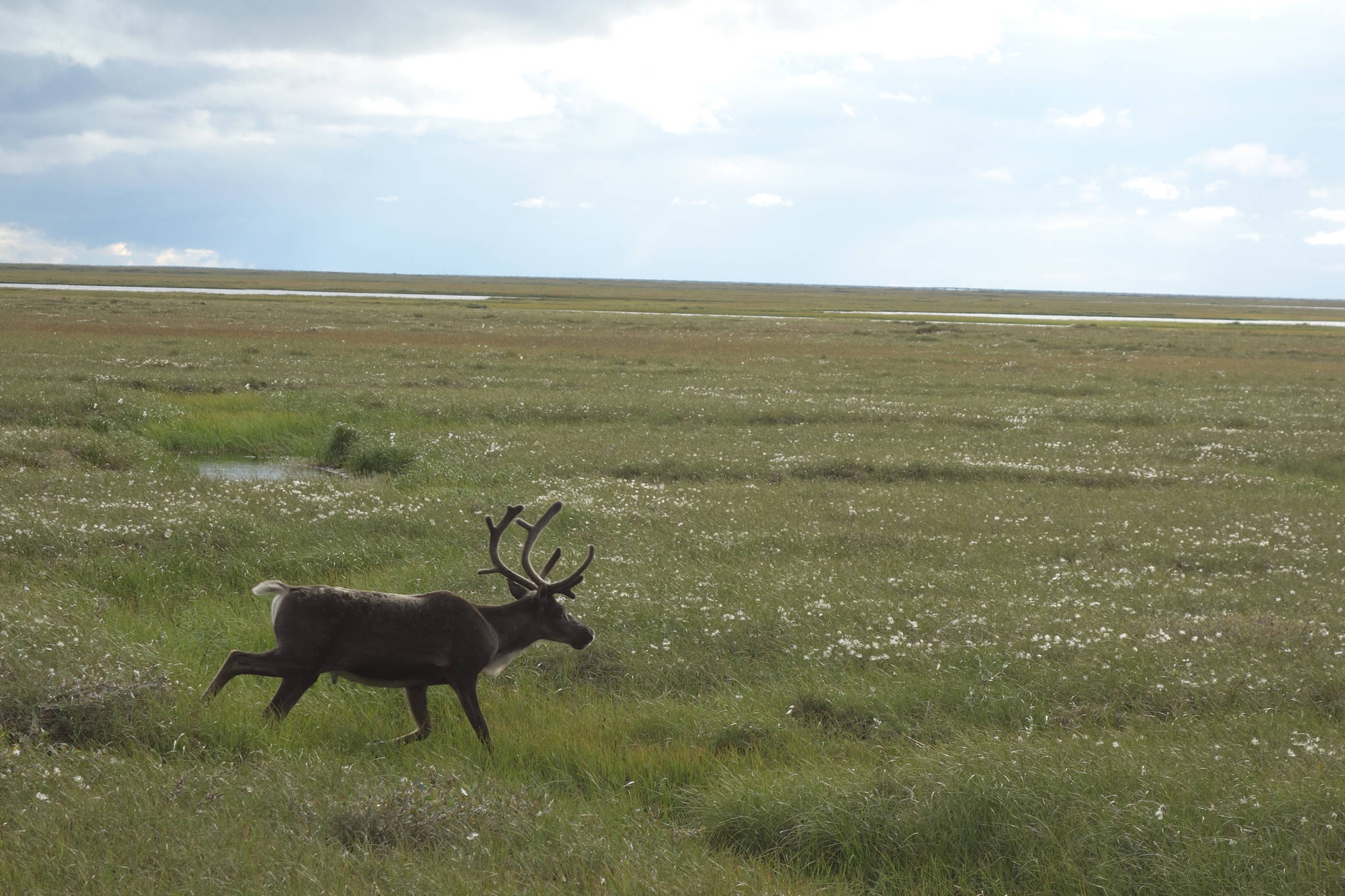 Frozen ground underlying the North Slope of Alaska is warming; much of it may thaw by the end of the century. (Photo by Ned Rozell)
