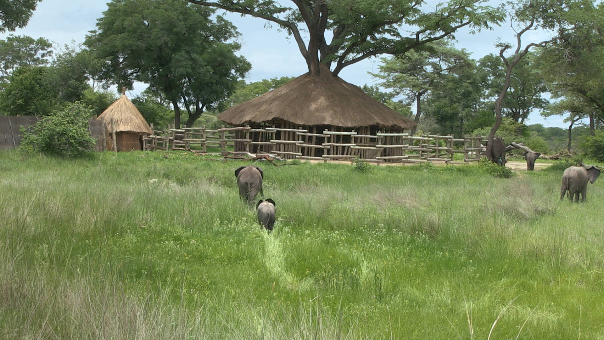 Elephants returning to the boma. Photo courtesy of Kelly Bakos.