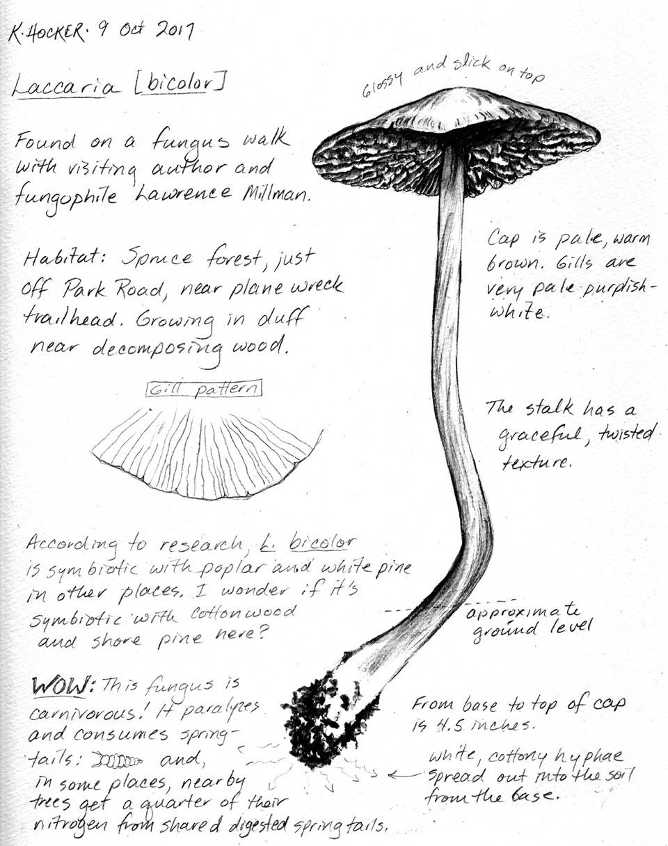 An afternoon’s worth of field sketching and notes. Field journal notes can include things that you learn from experts, books, and other resources, as well as from your own experience. (Drawings by Kathy Hocker)