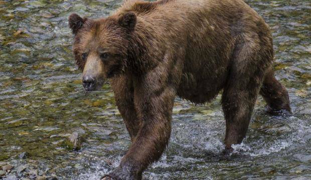 A Juneau Empire file photo, a brown bear walks through Pack Creek on Admiralty Island, seen from the observation tower. (Michael Penn | Juneau Empire)