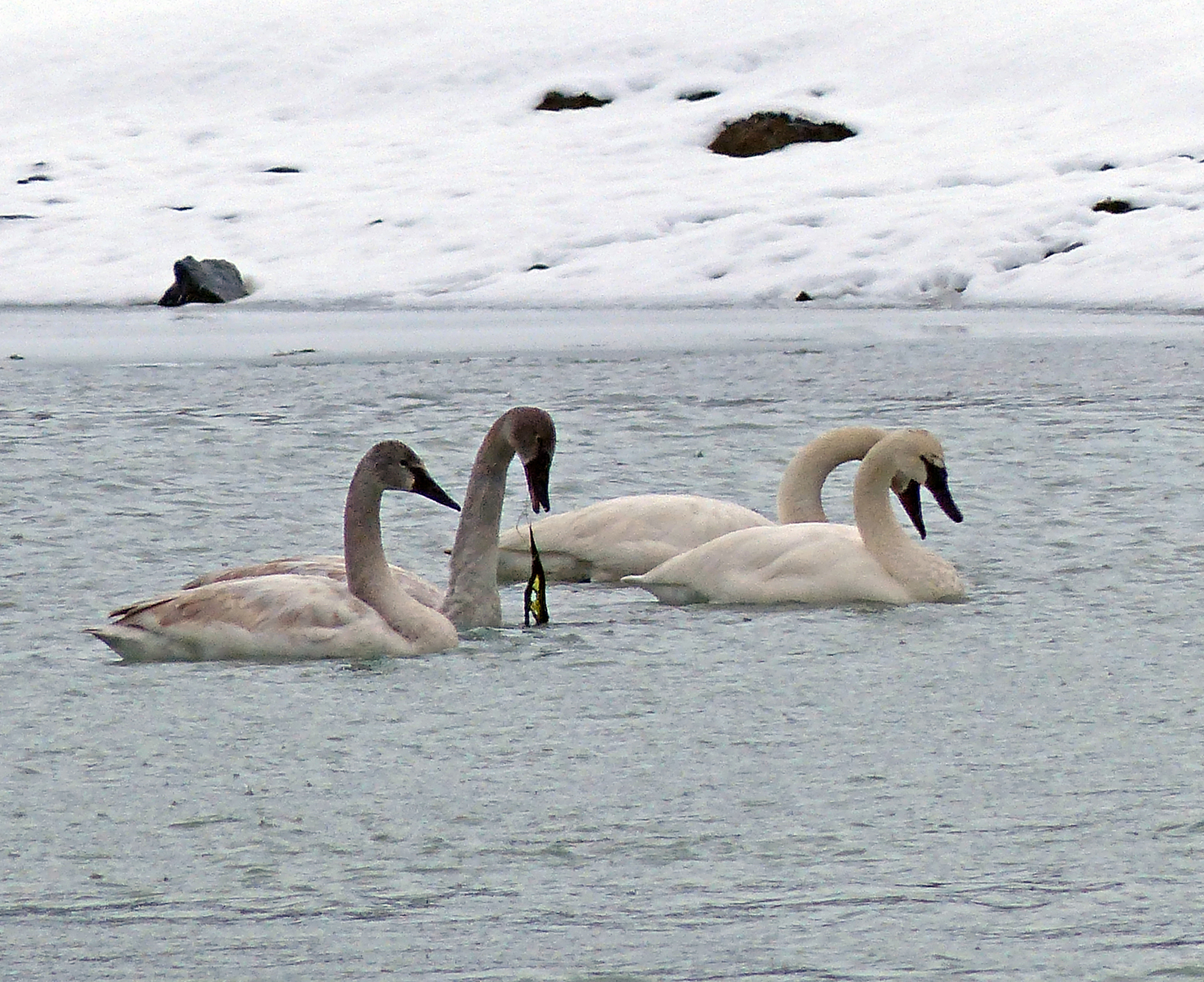 A pair of trumpeter swans in Gustavus. The two juveniles seem to be getting their adult white plumage. (Courtesy Photo | Bob Armstrong)