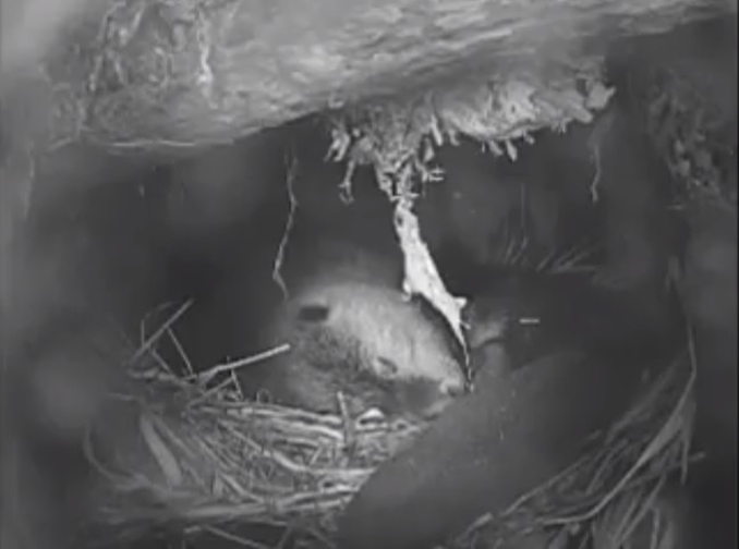 An underwater view of a beaver near the Mendenhall Glacier. (Pete Schneider | US Forest Service)