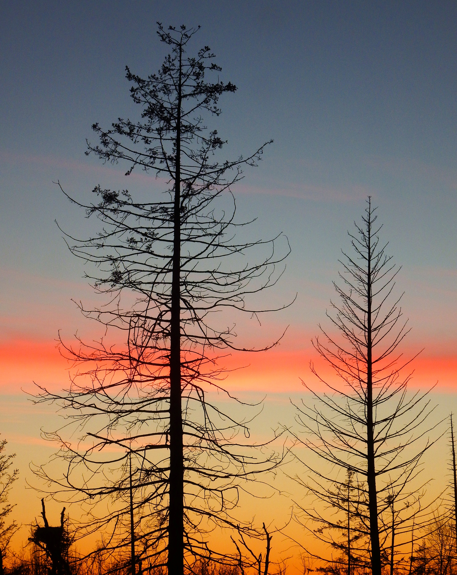 Trees at Sunset, early January, Homer. Photo by Linda Shaw