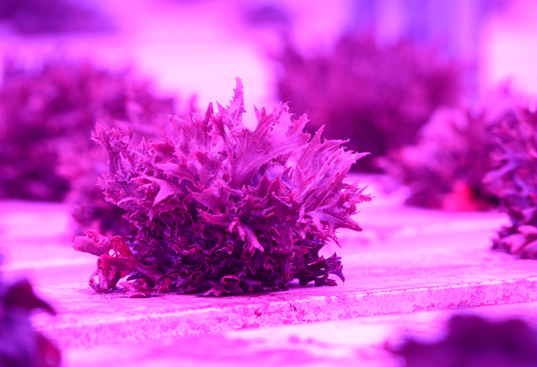 In a Dec. 4 photo, lettuce grows under red and blue lights at Alaska Natural Organics in the Old Matanuska Maid building on Northern Lights Blvd. in Anchorage. The company recently delivered hydroponic grown basil, it’s first sale, to Carrs Safeway and New Sagaya stores.