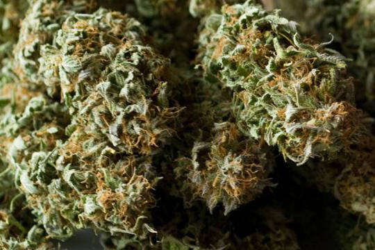 Alaska marijuana sales staying high