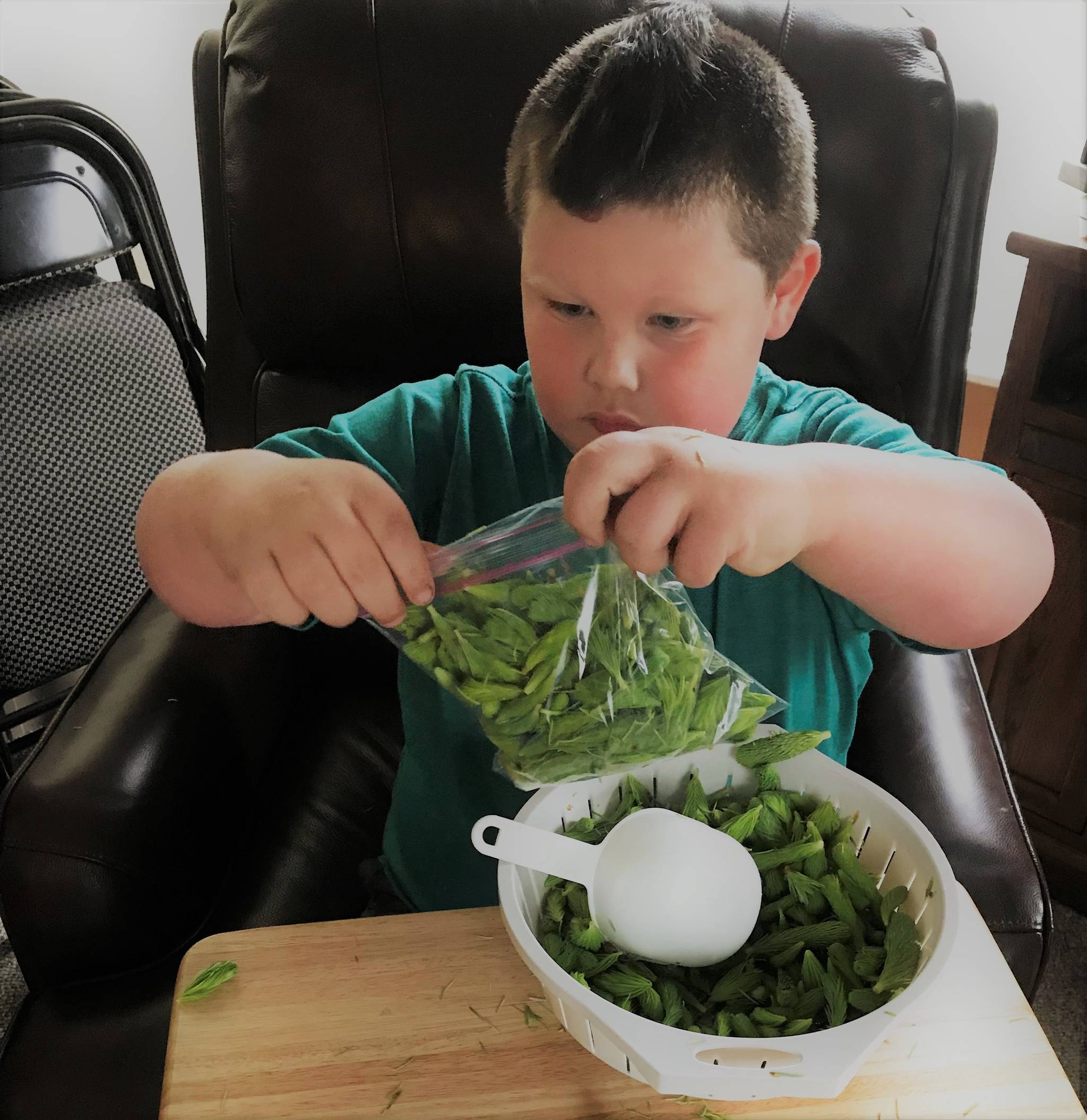 Grandson Jonah helps with spruce tips. Vivian Faith Prescott | For the Capital City Weekly