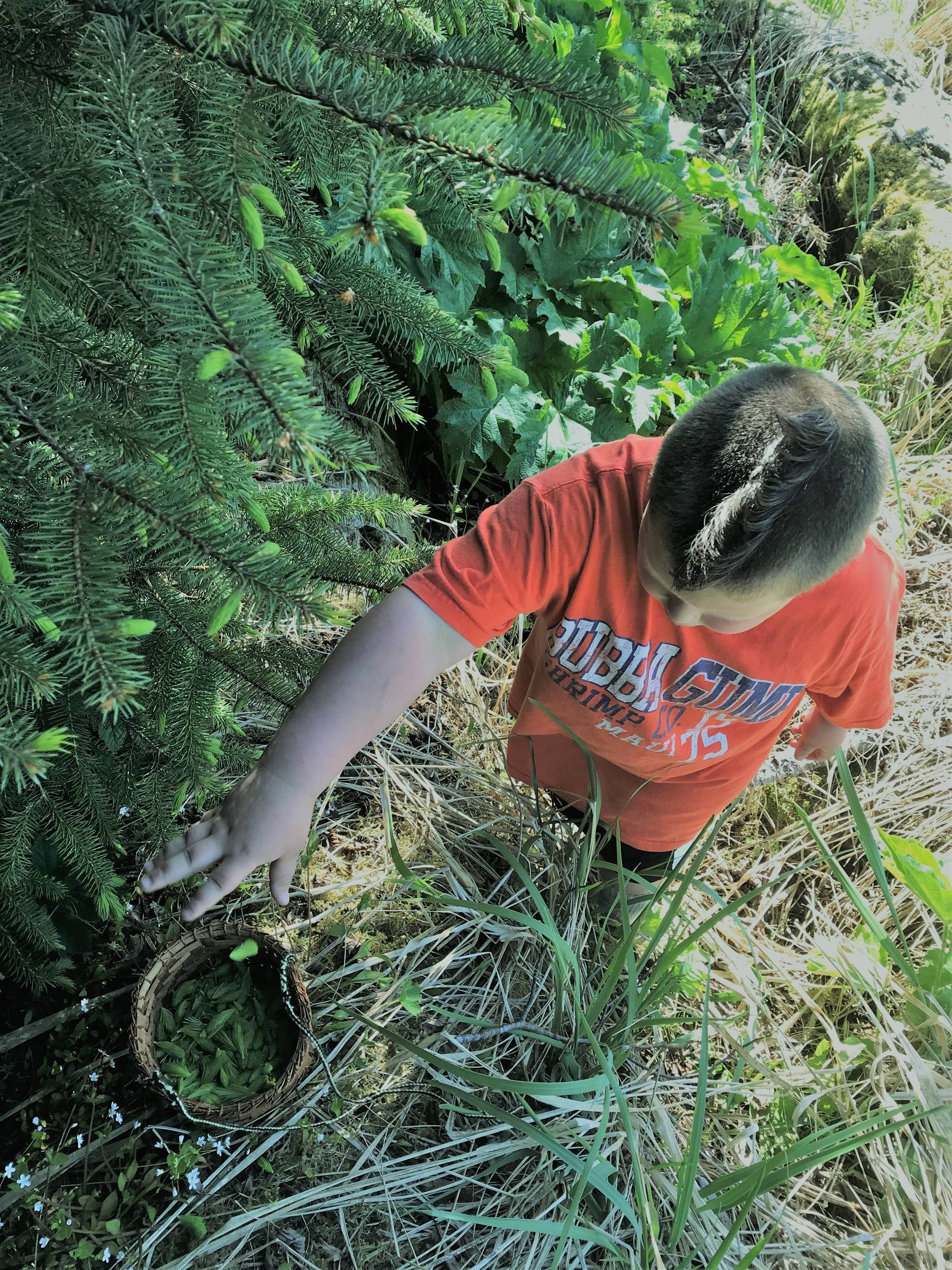 Spruce tip picking. Vivian Faith Prescott | For the Capital City Weekly