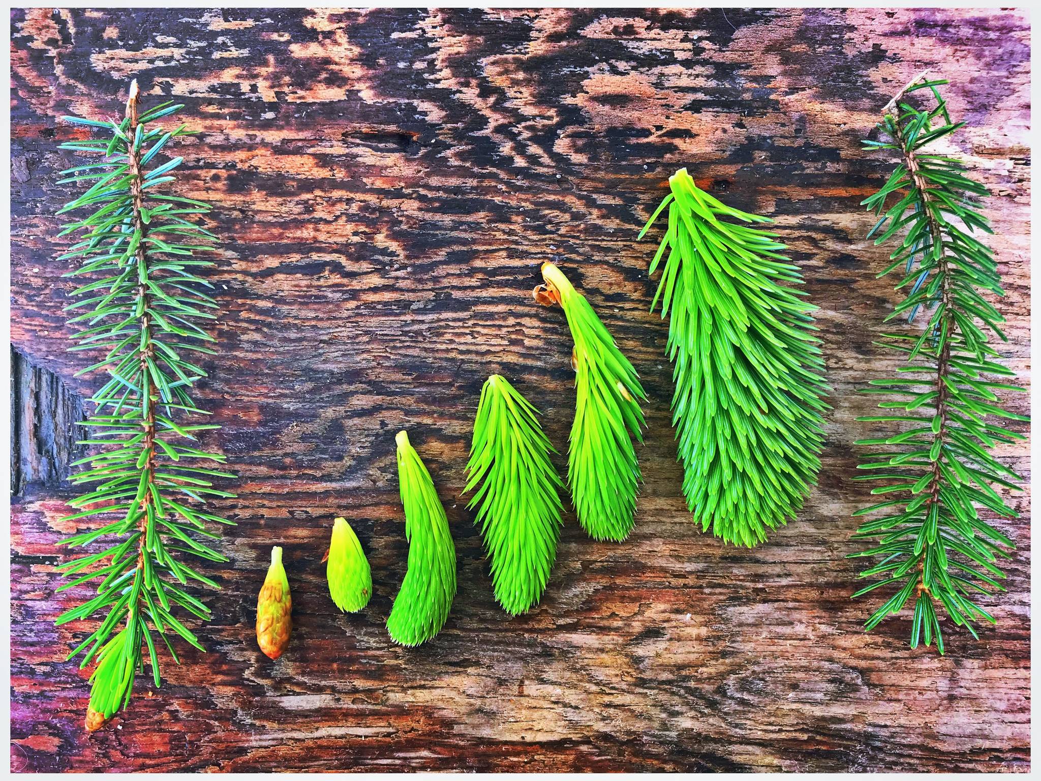 Spruce tip stages. Vivian Faith Prescott | For the Capital City Weekly