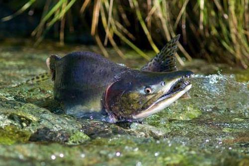 A male pink salmon makes its way upstream to spawn in August of 2010. (Michael Penn | Juneau Empire File)