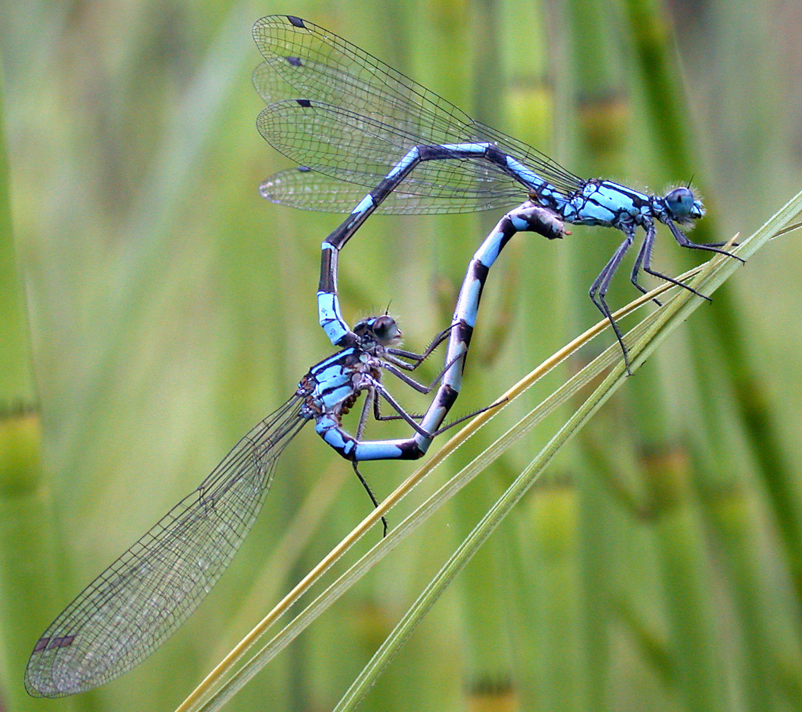 A male bluet damselfly and a willing female form the mating wheel for copulation. (Photo by Bob Armstrong)