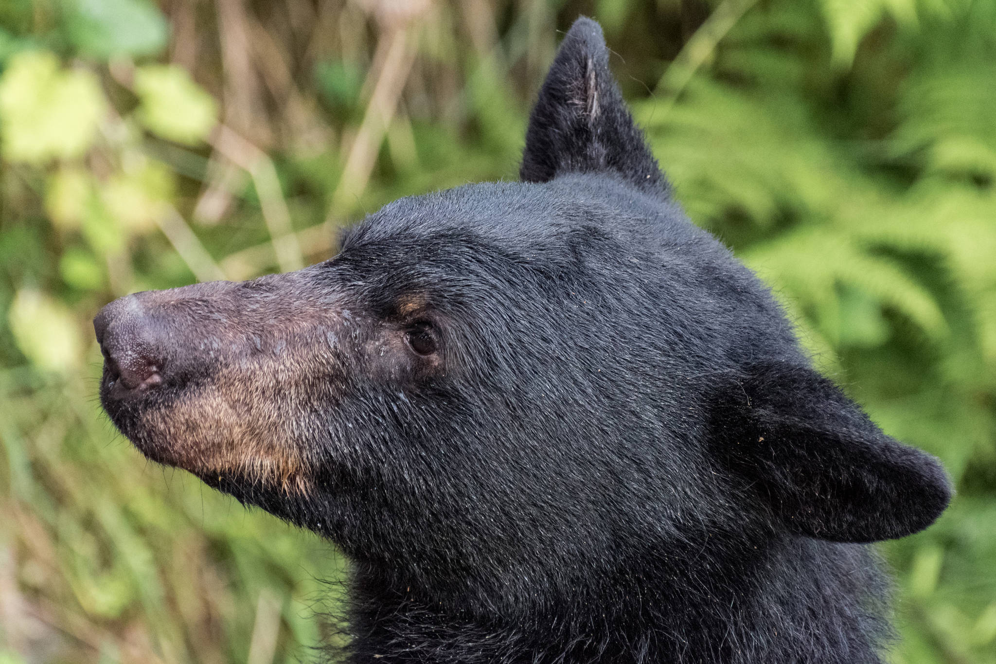 A black bear near Steep Creek on Tuesday, Aug. 1, 2018. (Angelo Saggiomo | Juneau Empire File)