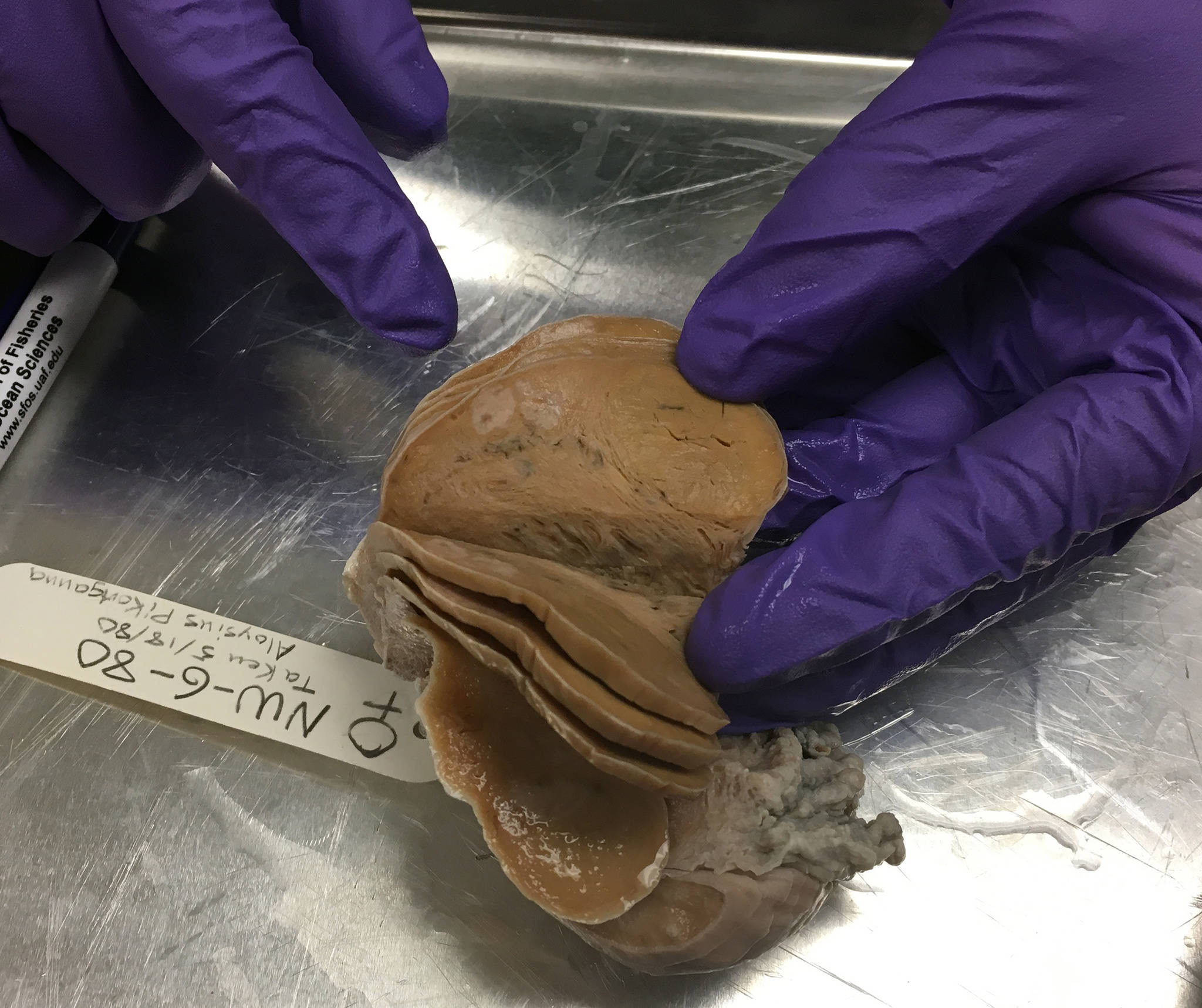 Lara Horstmann points out corpus luteum and corpus albicans in a walrus ovary at a University of Alaska Fairbanks lab. (Courtesy Photo | Casey Clark via the University of Alaska Fairbanks)