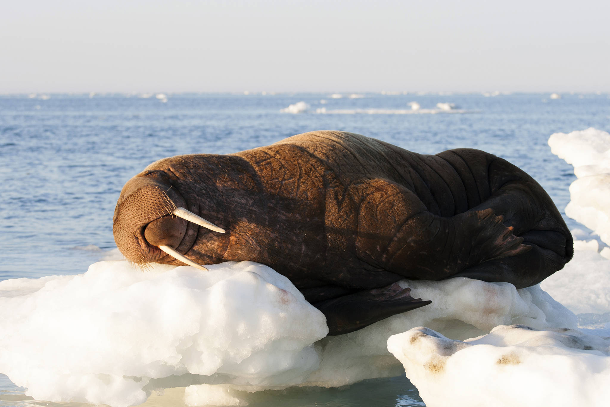 A Pacific walrus takes a nap on some ice in the Chukchi Sea. (Courtesy Photo | Casey Clark via the University of Alaska Fairbanks)