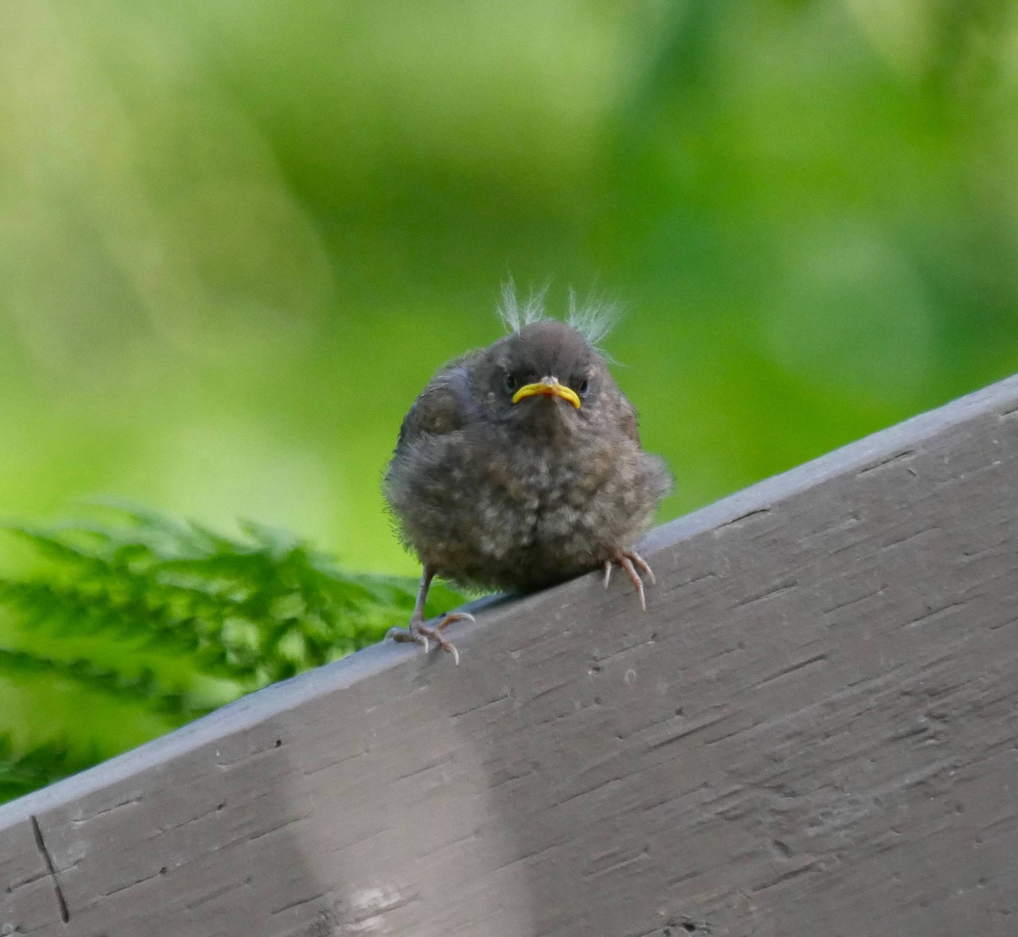 Fledgling Pacific Wren on Treadwell Historic Mine Trail. (Photo by Janine Reep)