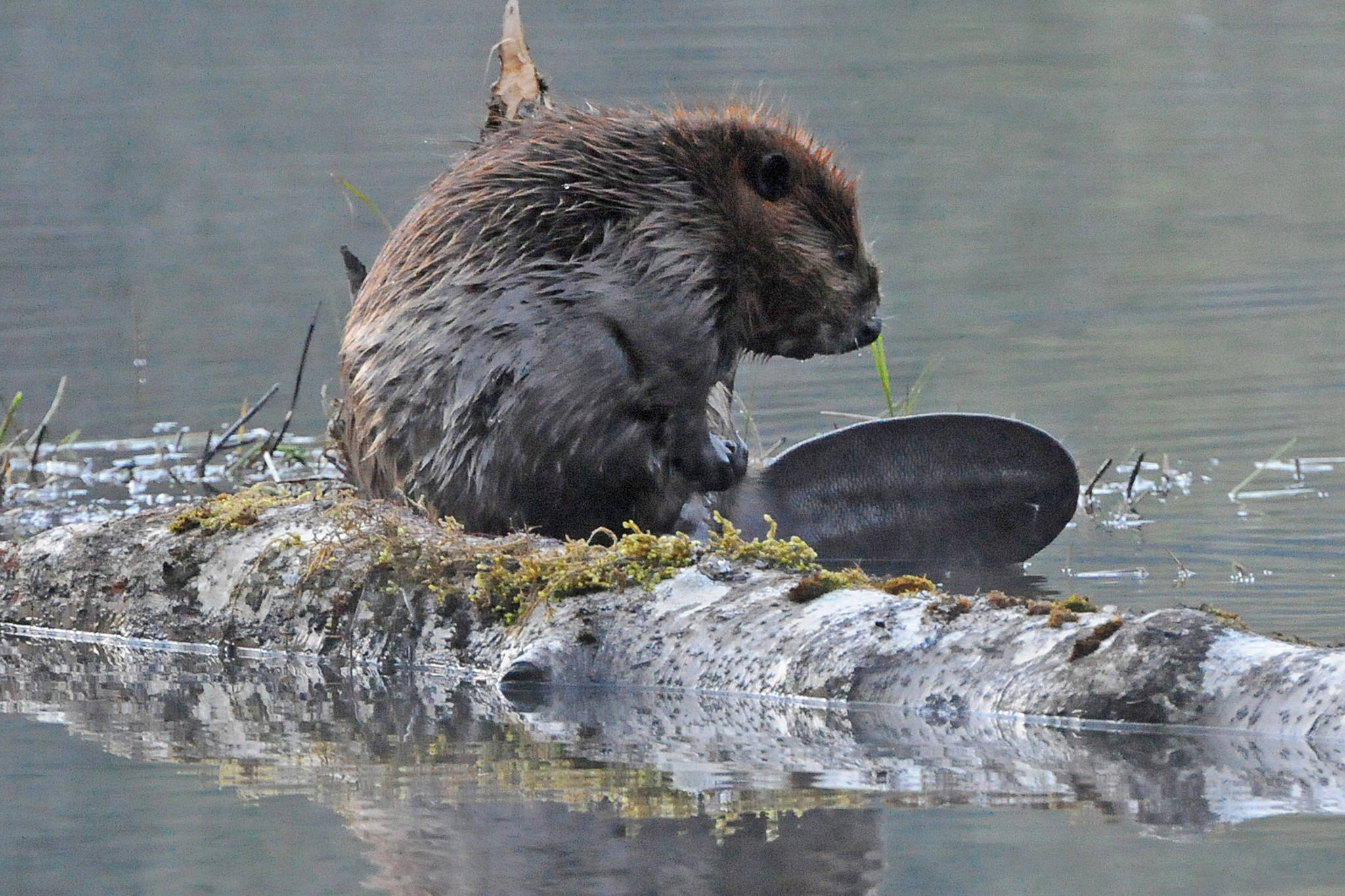A beaver rests on a log; its big tail is useful for steering, sometimes sitting on, and sounding the alarm. (Courtesy Photo | Bob Armstrong)