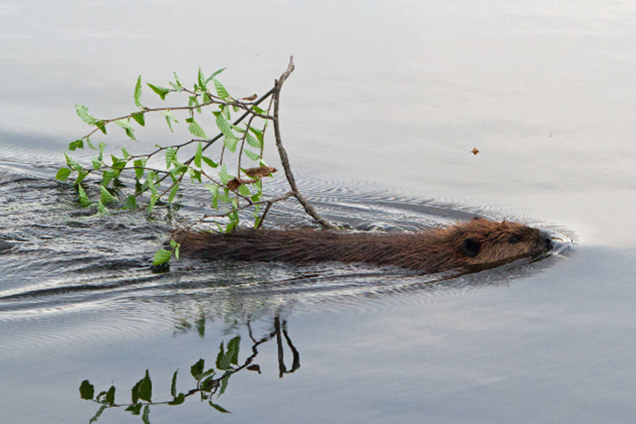 A beaver tows a small branch toward a convenient lunch spot. (Courtesy Photo | Jos Bakker)