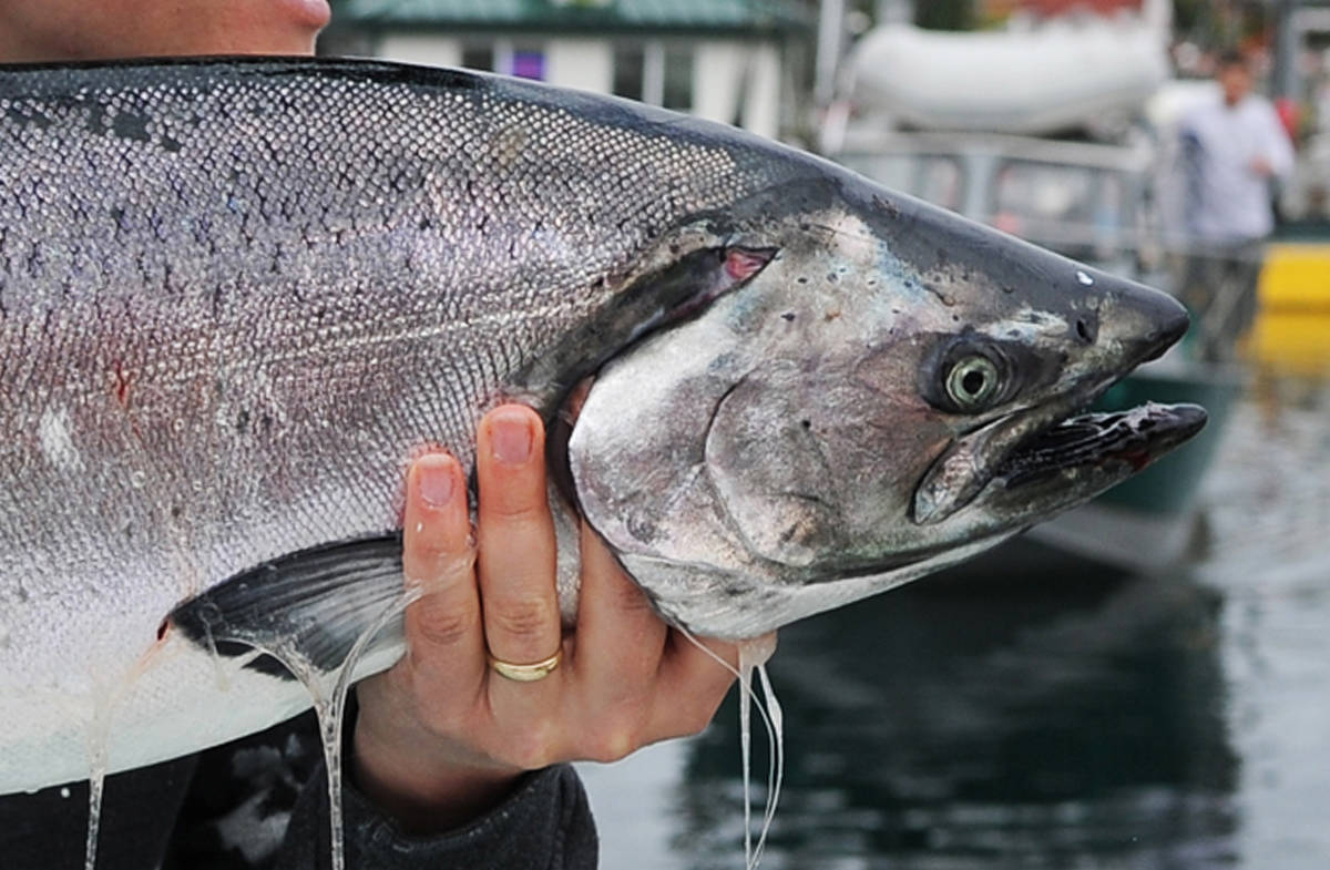 Salmon treaty process was ‘bloody,’ but included some wins for AK, negotiators say