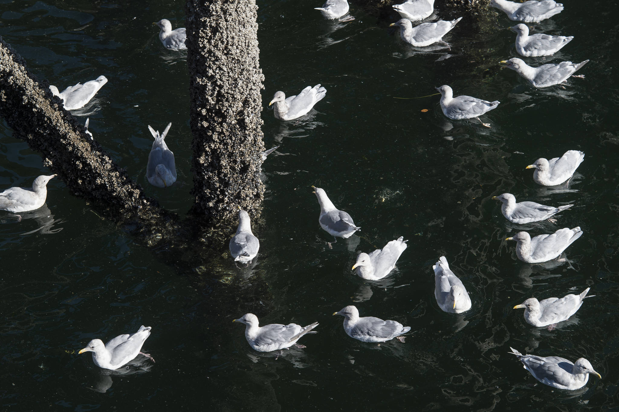 Glaucous winged gulls feed on mussels off pilings downtown on Monday, Sept. 17, 2018. (Michael Penn | Juneau Empire)
