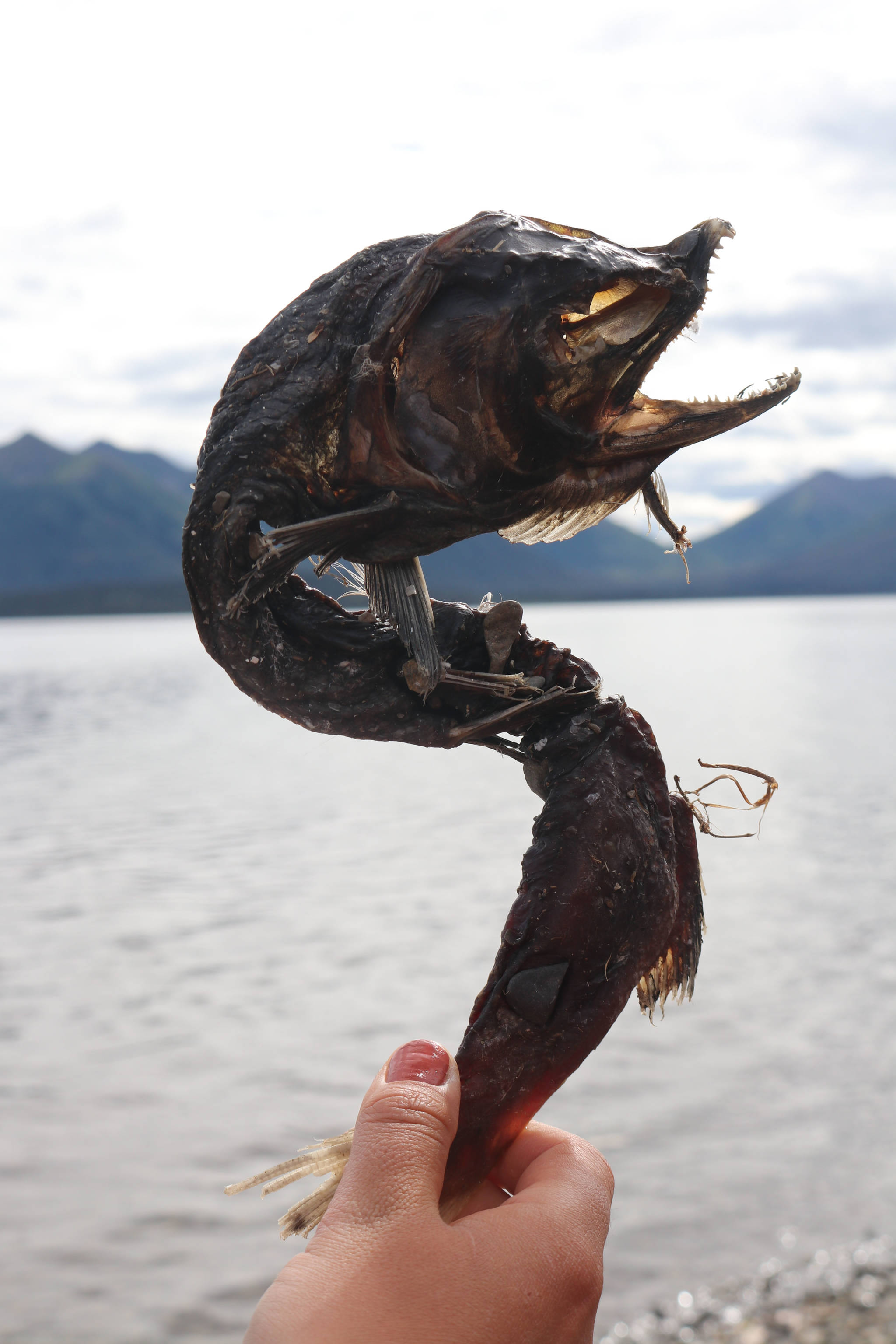 A dead sockeye salmon, dried in an interesting shape, in the Bristol Bay watershed on August 9, 2018. (Mary Catharine Martin | SalmonState)