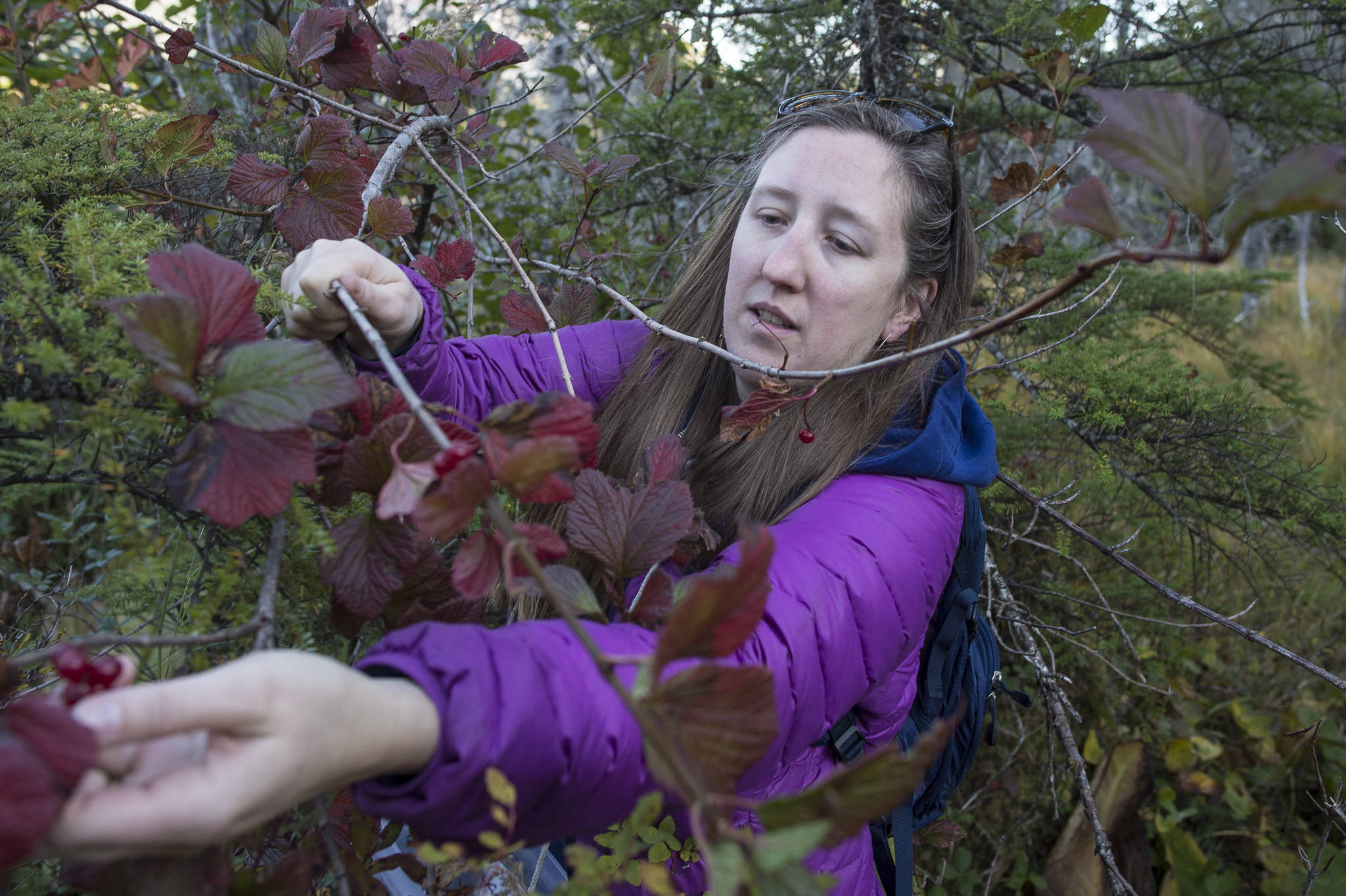 Erin Anais Heist picks high-bush cranberries on Douglas Island on Thursday, Sept. 20, 2018. (Michael Penn | Juneau Empire)