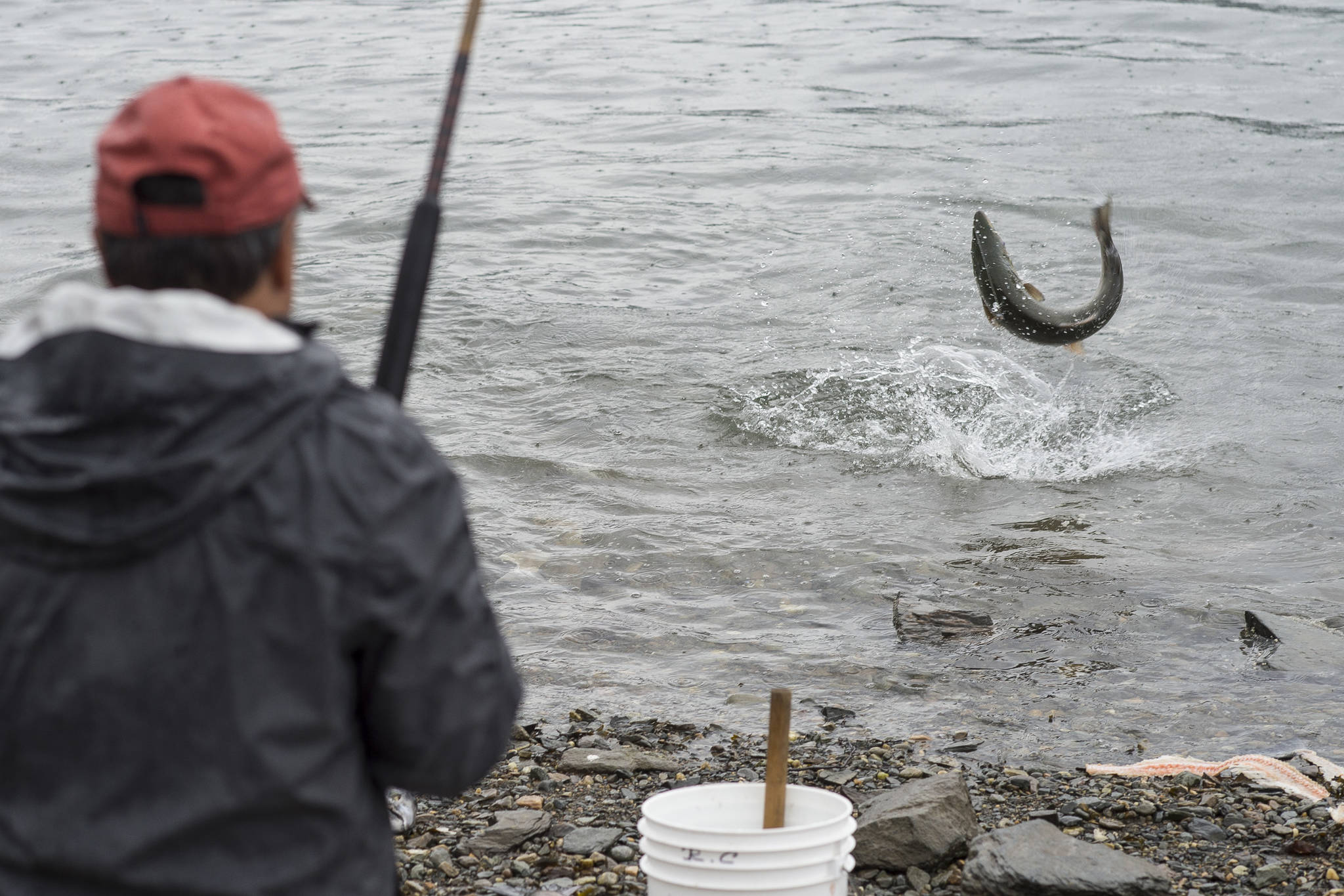 Roger Castillo watches as a coho salmon he caught leaps he fishes at the Wayside Park on Channel Drive on Friday, Sept. 7, 2018. The Alaska Department of Fish and Game has increased the limit to 12 coho salmon in the designated saltwater hatchery sport harvest area due to the large number of returning hatchery coho salmon in excess of broodstock needs. (Michael Penn | Juneau Empire)