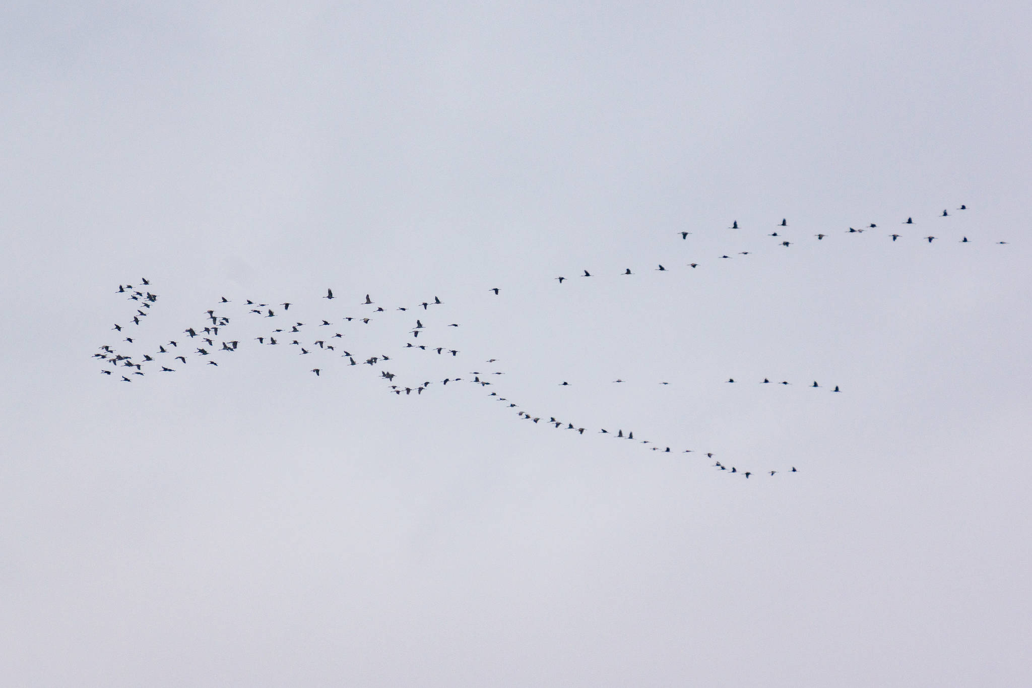 Birds in flight over the Mendenhall Wetlands. (Photo by Gabe Donohoe)