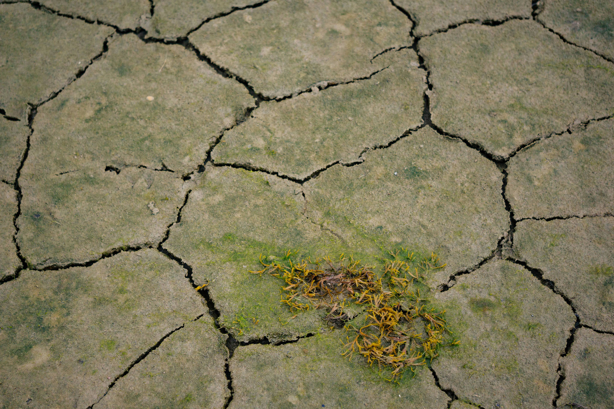 Cracked, segmented mud create geometric shapes in the ground. (Photo by Gabe Donohoe)