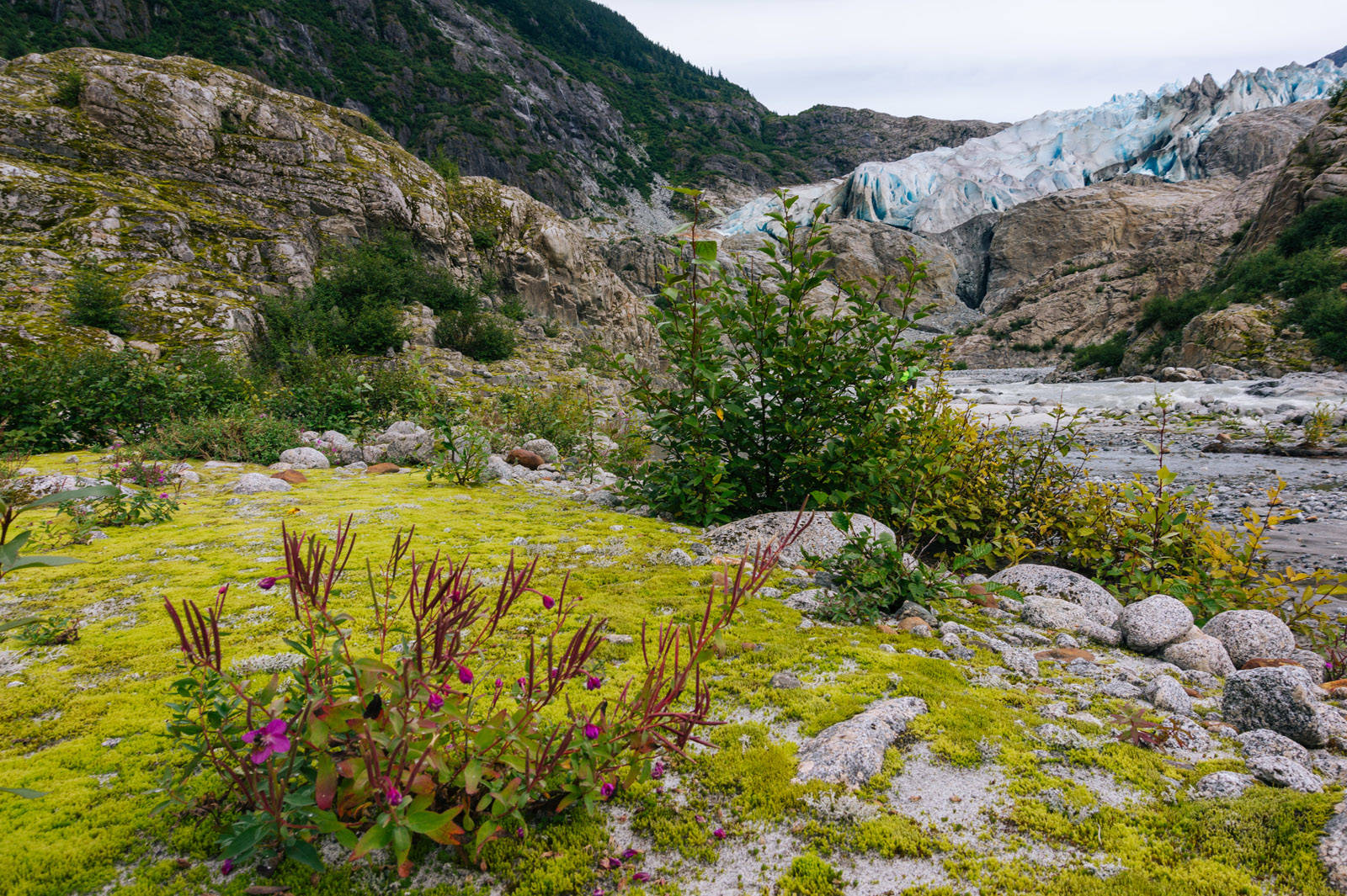 Primary succession at work on the recently uncovered earth. (Gabe Donohoe | For the Juneau Empire)