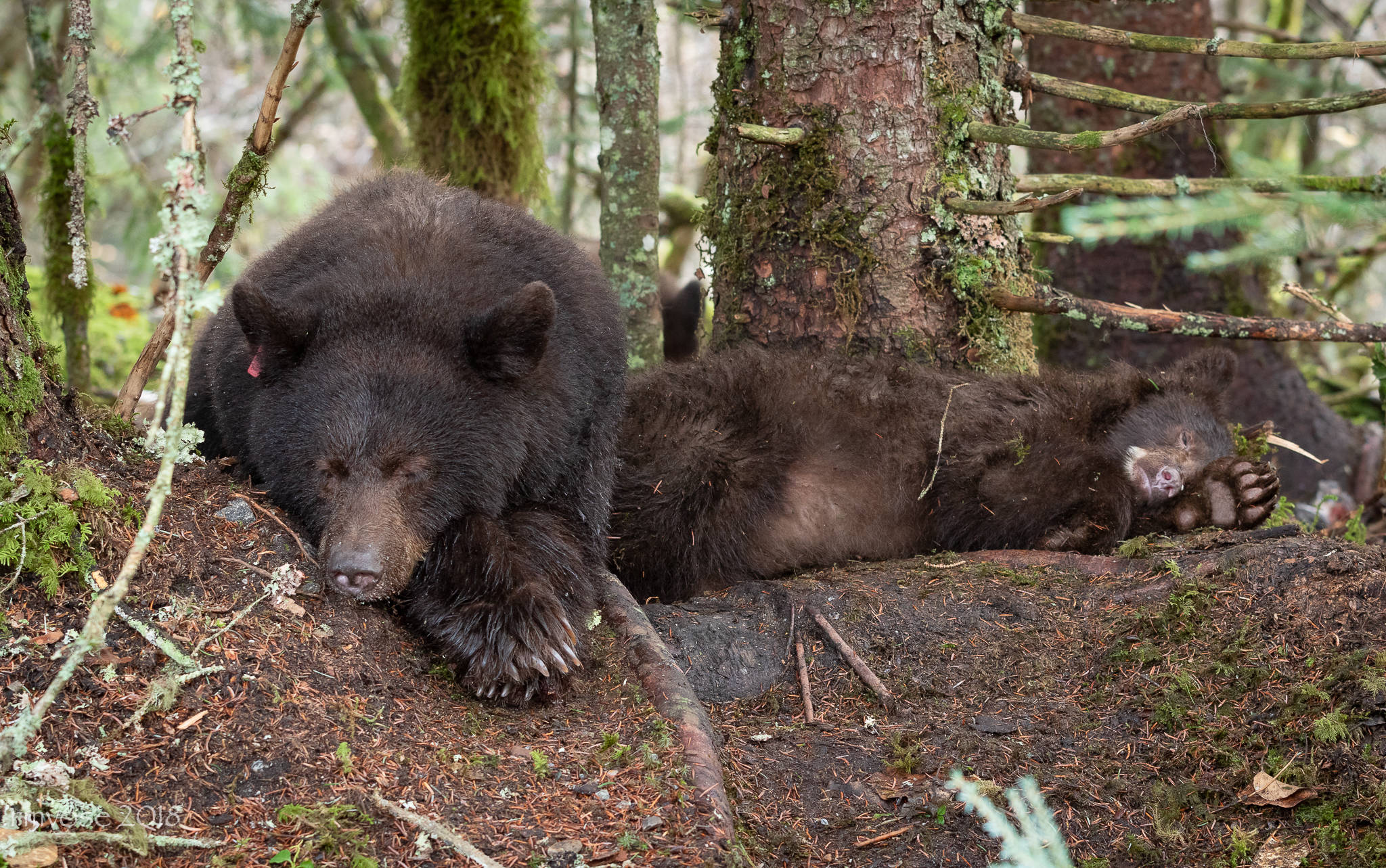 Nap time for bear #25, aka Nicky, and one of her cubs at the Mendenhall Glacier. (Courtsey Photo | Gina Vose)