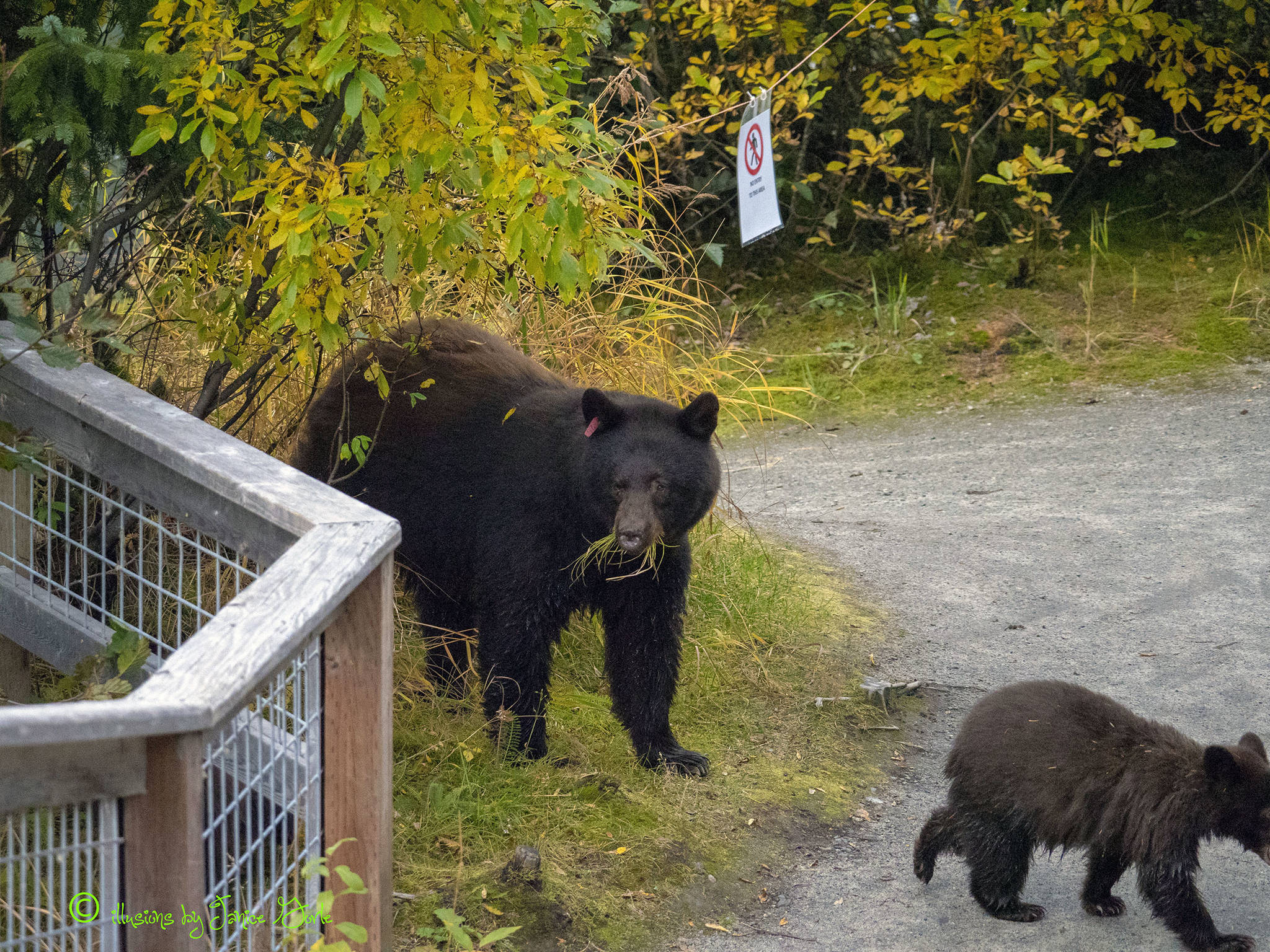 “Can’t find fish … I’ll eat some grass”: Black bears near the Mendenhall Glacier on Sept. 28, 2018. (Courtesy Photo | Janice Gorle)