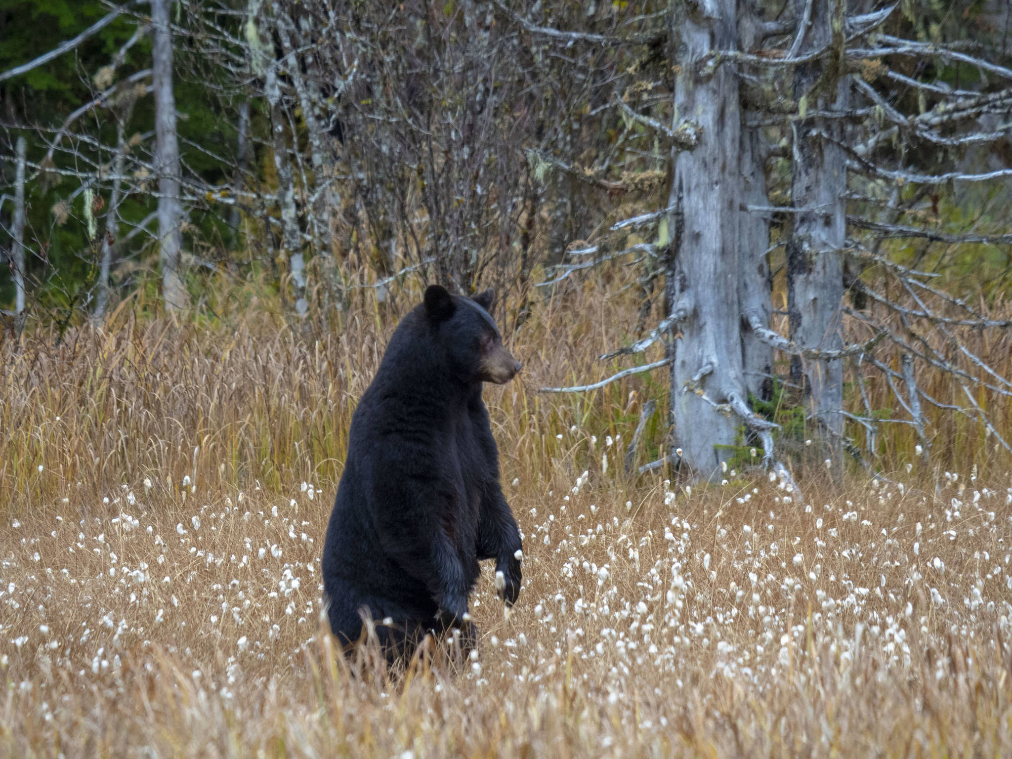 Black bear looking for her cubs in the Alaska cotton. (Courtsey Photo | Janice Gorle)
