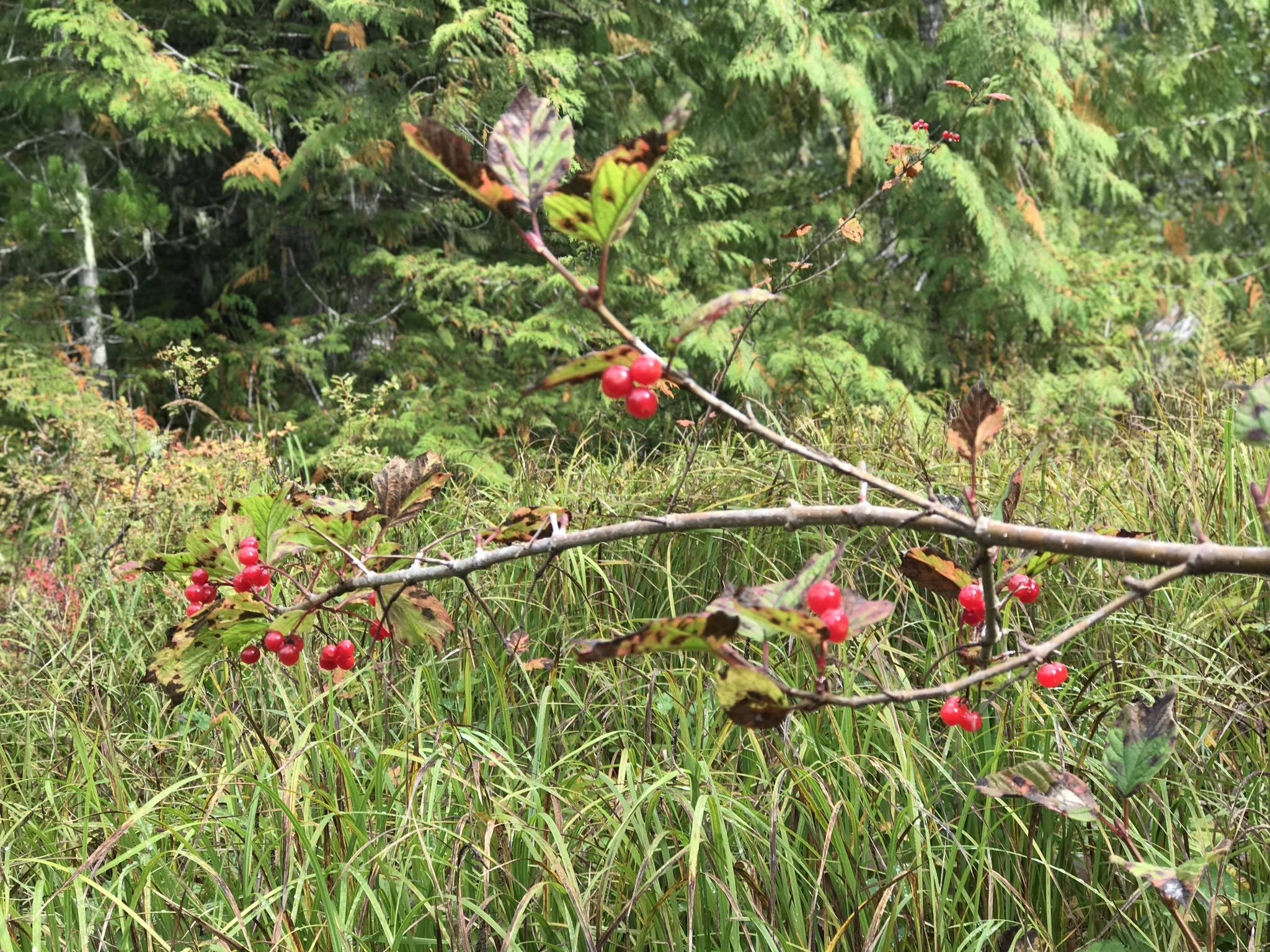 Highbush cranberries seen by Vivian Faith Prescott while out picking. The plant blooms in May through July and the new berry turns yellow and finally turns bright red in late August or early September. (Vivian Faith Prescott | For the Capital City Weekly)