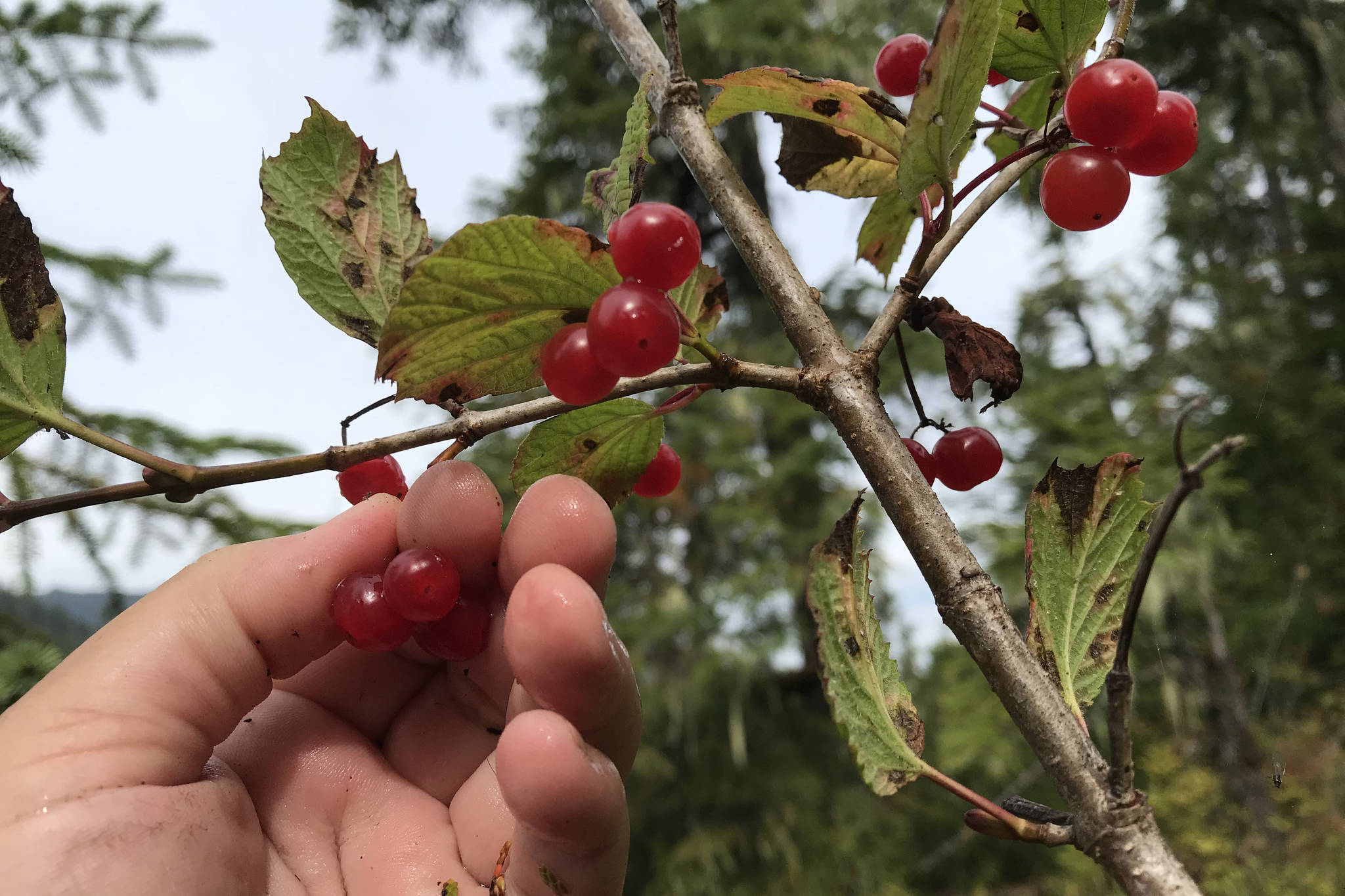 Planet Alaska: Highbush Cranberries and Traditional Values