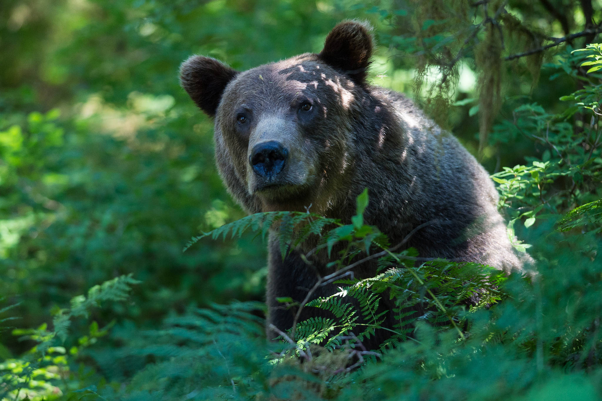 A brown bear on the trail at the Anan Creek Wildlife Observatory on Wednesday, August 9, 2017. This is not the brown bear suspected in a mauling near Greens Creek Mine on Monday. (Michael Penn | Juneau Empire File)