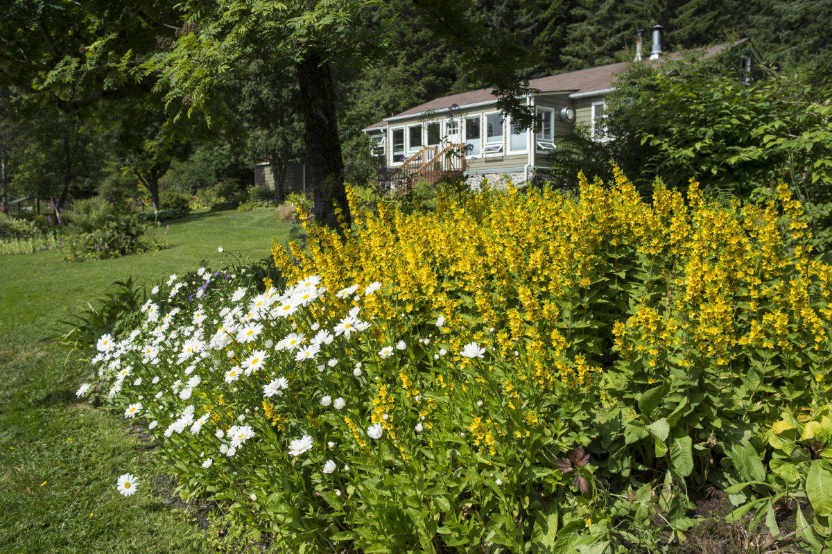 Flowers bloom at the Jensen-Olson Arboretum in July 2018. (Michael Penn | Juneau Empire)