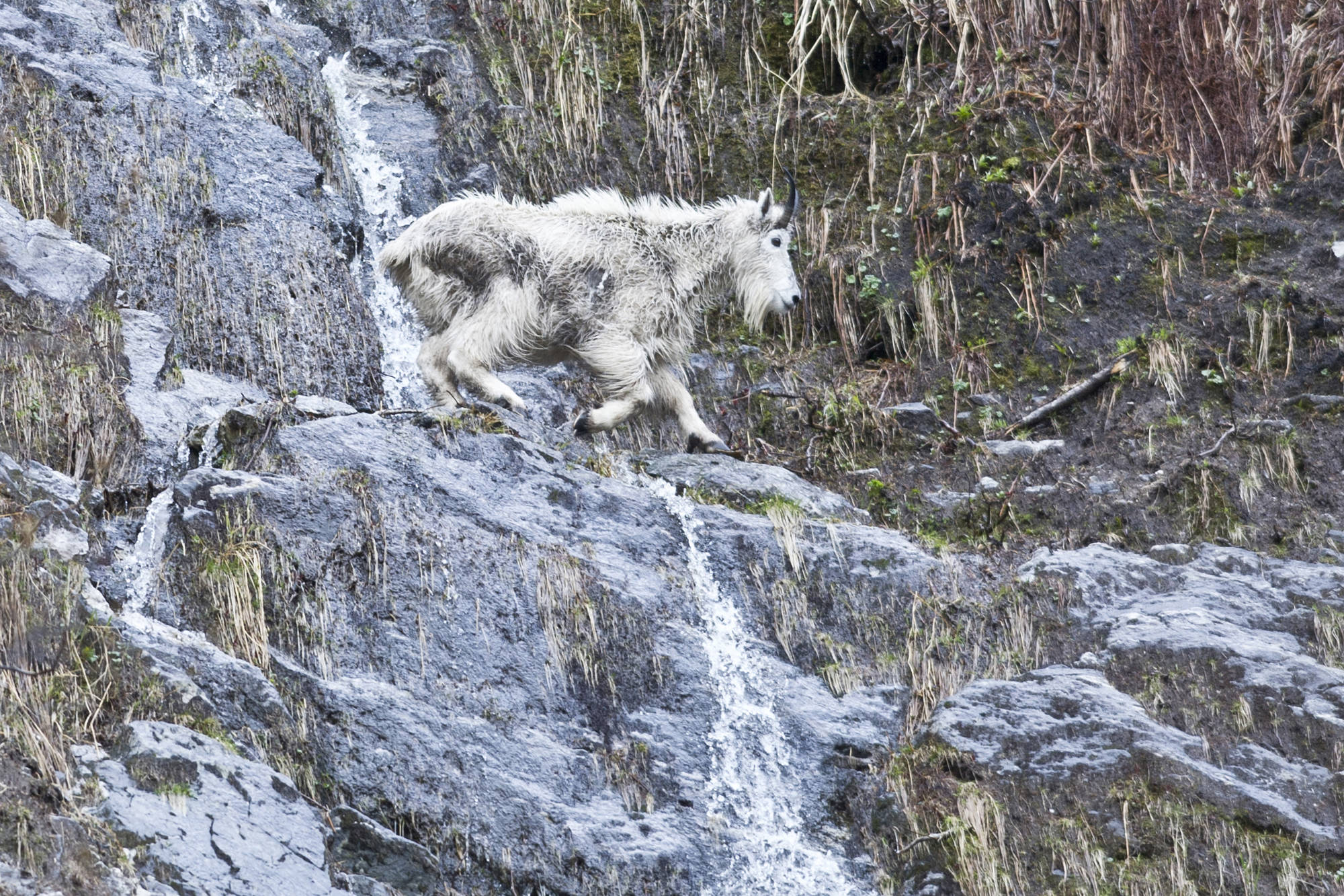 A mountain goat crosses a stream in Tracy Arm Fjord in May 2013. (Michael Penn | Juneau Empire File)