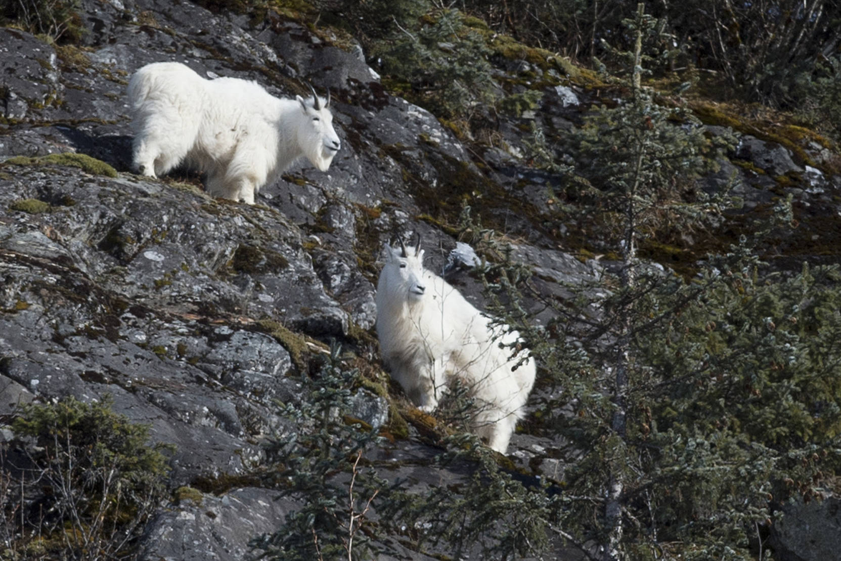 Two mountain goats browse along the hillside near Nugget Falls on Monday, Feb. 27, 2017. (Michael Penn | Juneau Empire)