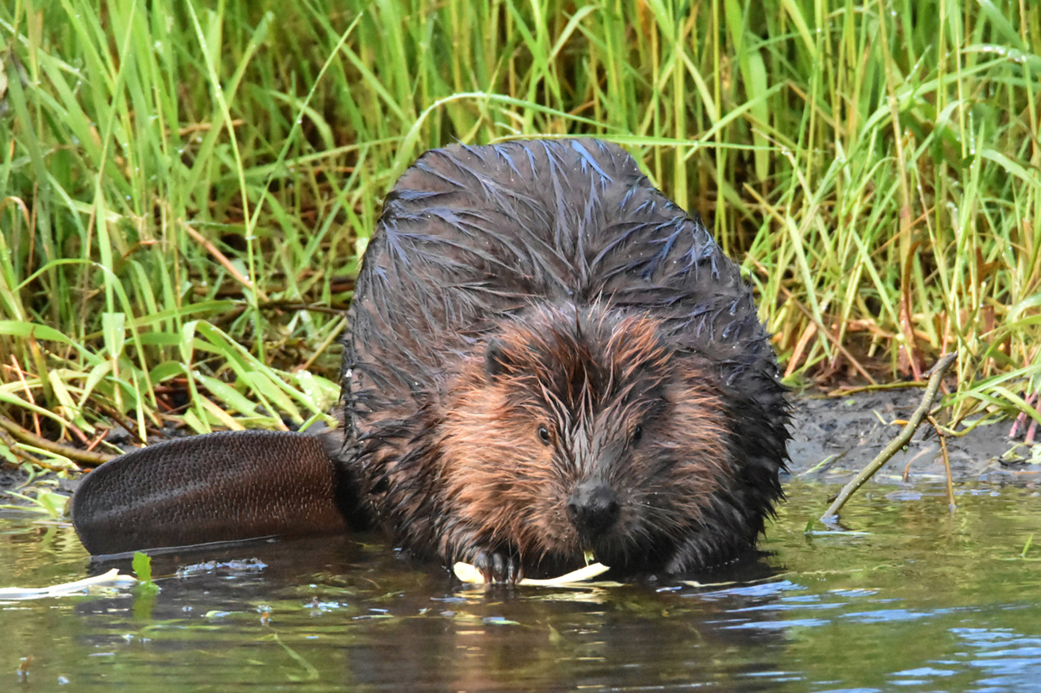 A beaver enjoys breakfast near the Mendenhall Glacier in late June 2017. (Courtesy Photo | Linda Shaw)