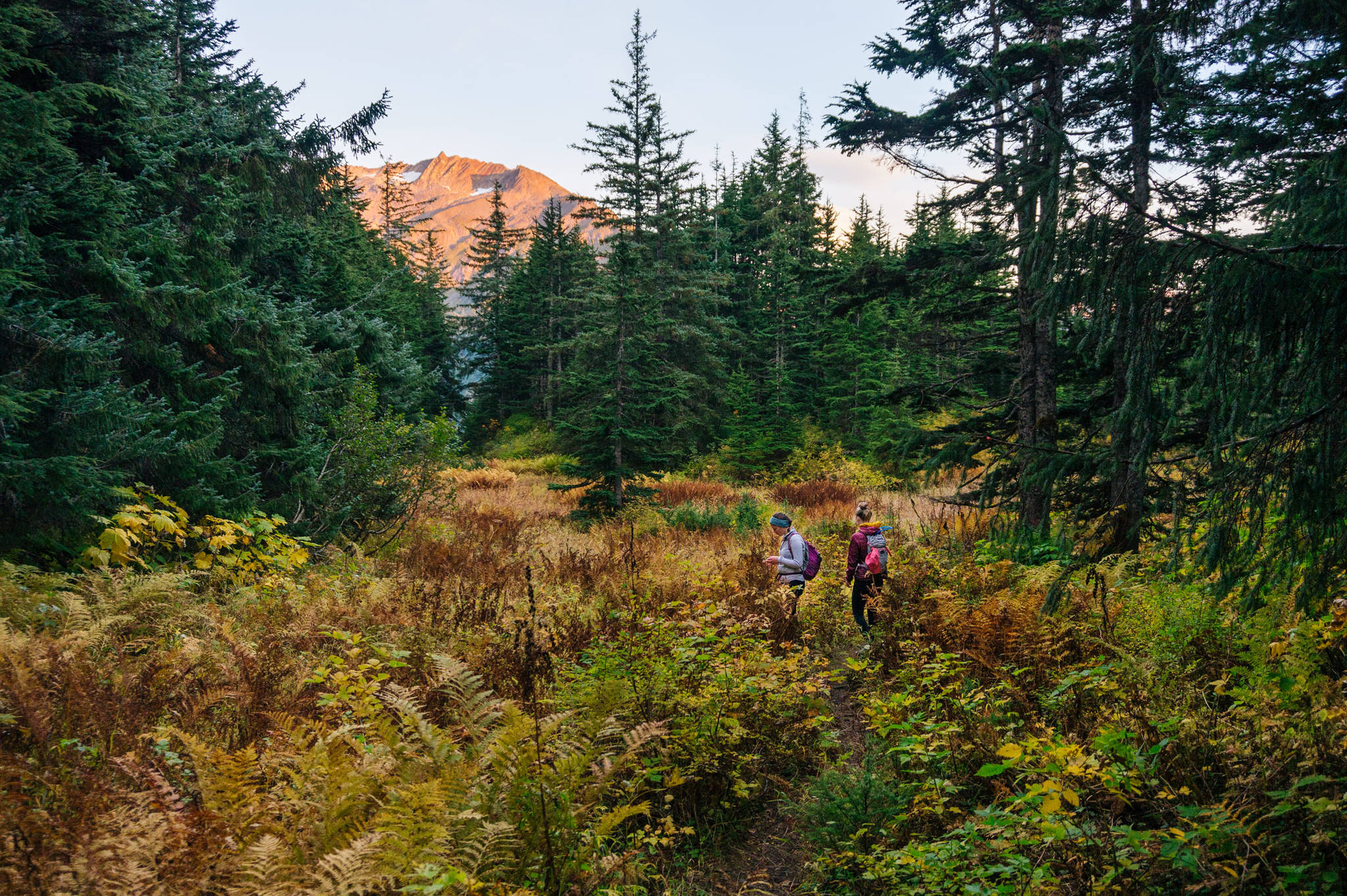 Fall colors in a little meadow halfway up the Mt. McGinnis trail. (Gabe Donohoe | For Juneau Empire)