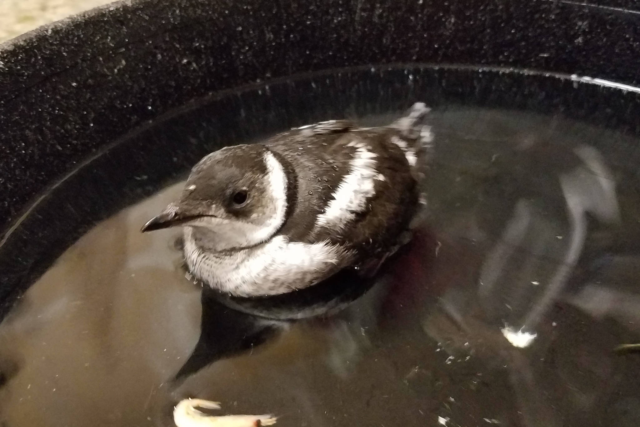 A fledgling murrelet tests its water skills before being re-released into the wild. (Courtesy Photo | Pat Bock)
