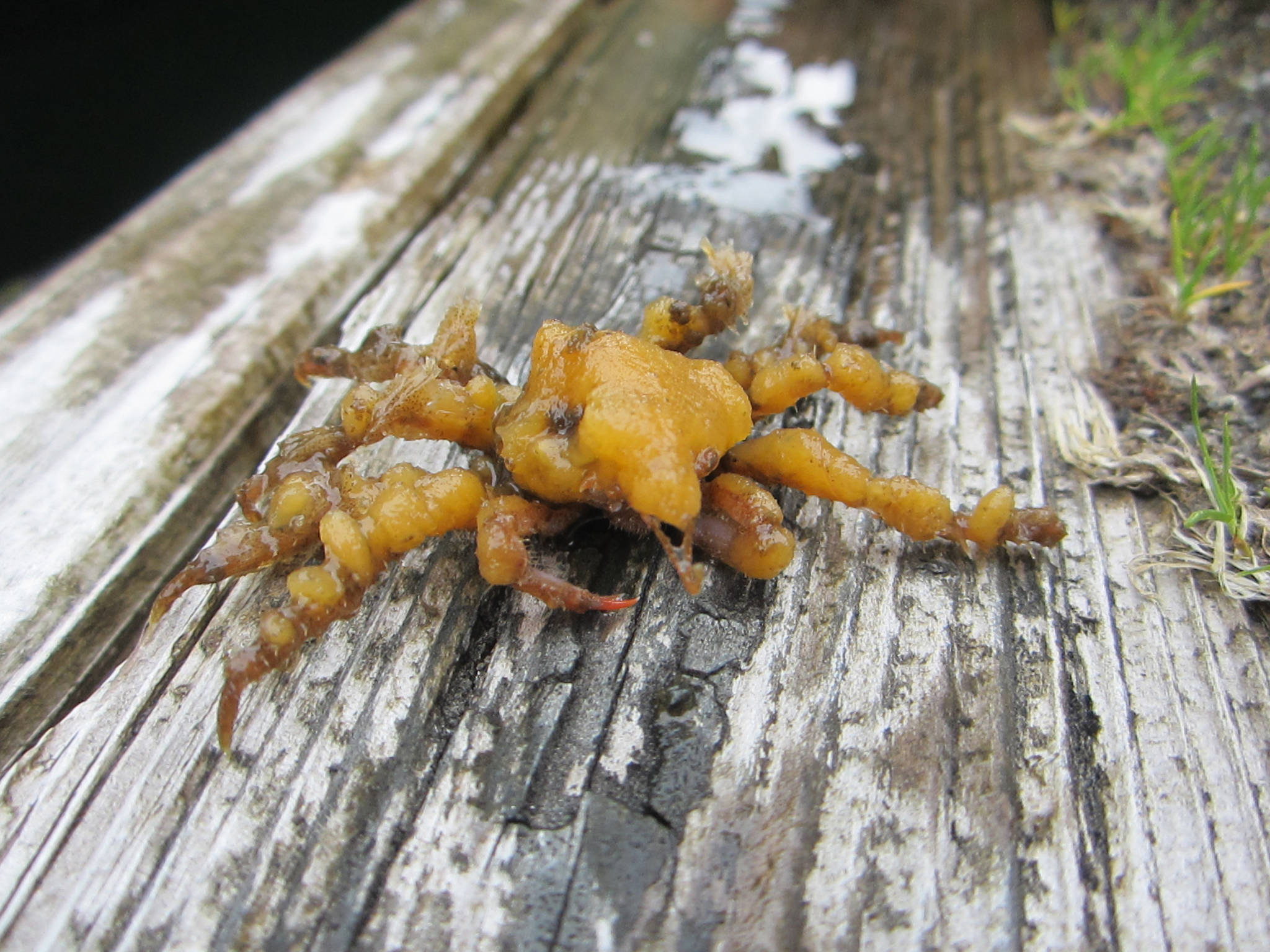 A crab covered in Botrylloides, found in Ketchikan. (Courtesy Photo | Gary Freitag via University of Alaska)