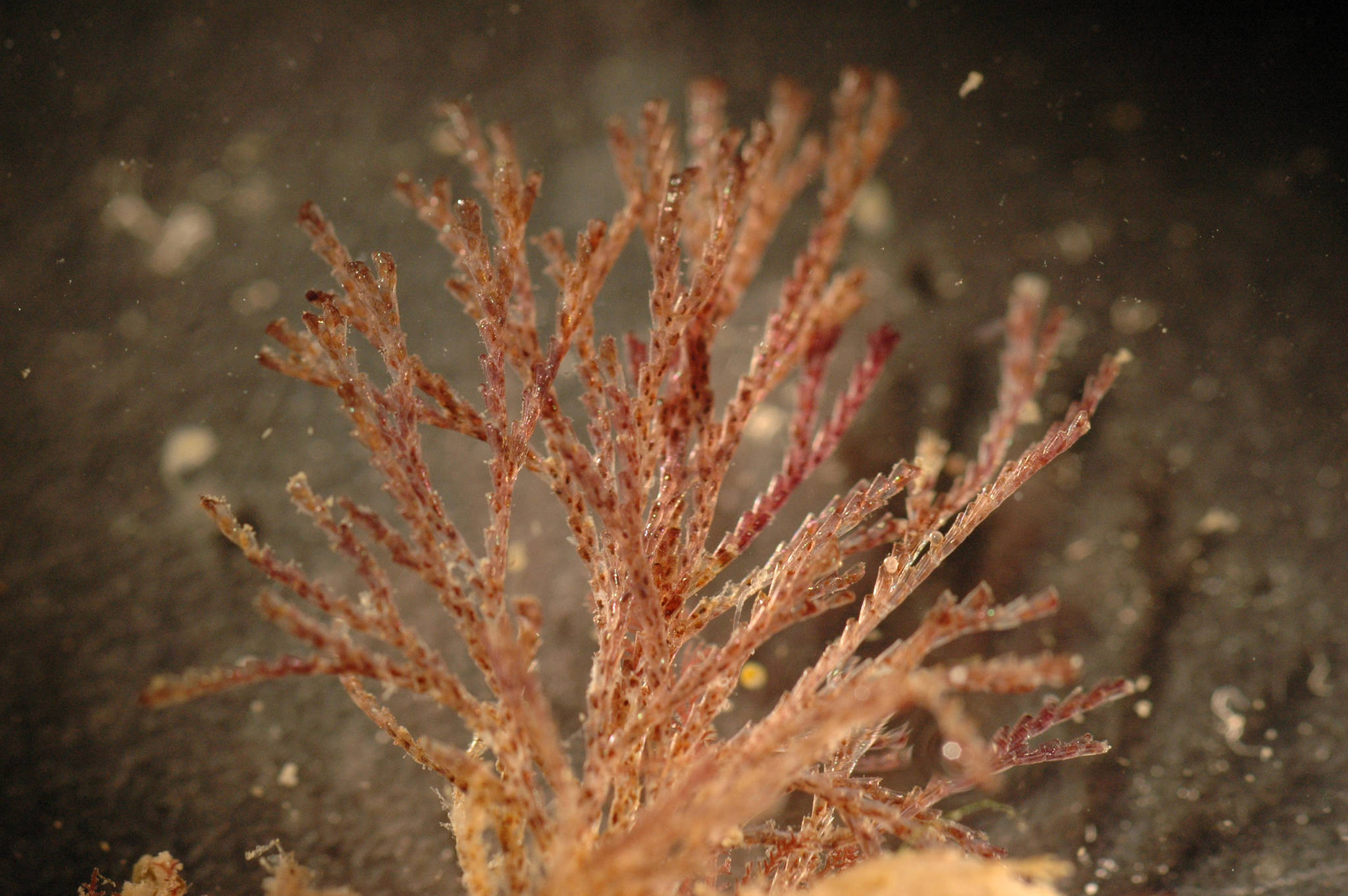 The new invasive bryozoan, Bugula neritina. (Courtesy Photo | Melissa Frey, Royal B.C. Museum via University of Alaska)