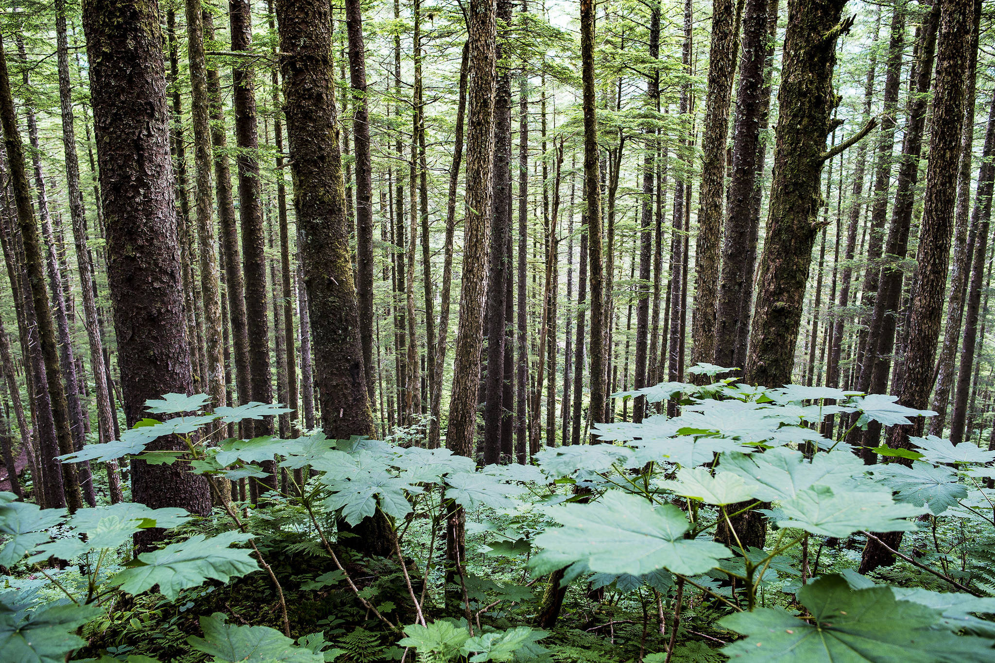 The Tongass National Forest is the largest national forest in the United States at 17 million acres. (Michael Penn | Juneau Empire File)                                 The Tongass National Forest is the largest national forest in the United States at 17 million acres. (Michael Penn | Juneau Empire File)