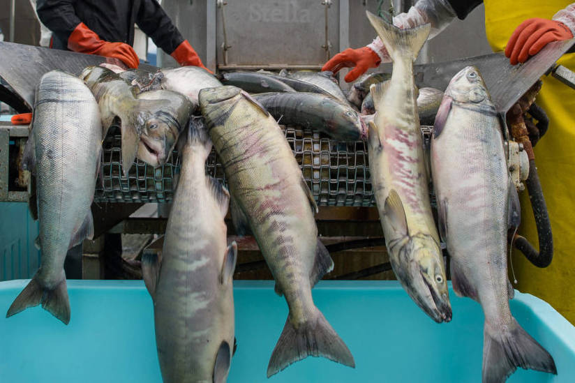 Chum salmon are loaded into a tote at Alaska Glacier Seafoods in this Juneau Empire file photo. (Michael Penn | Juneau Empire)