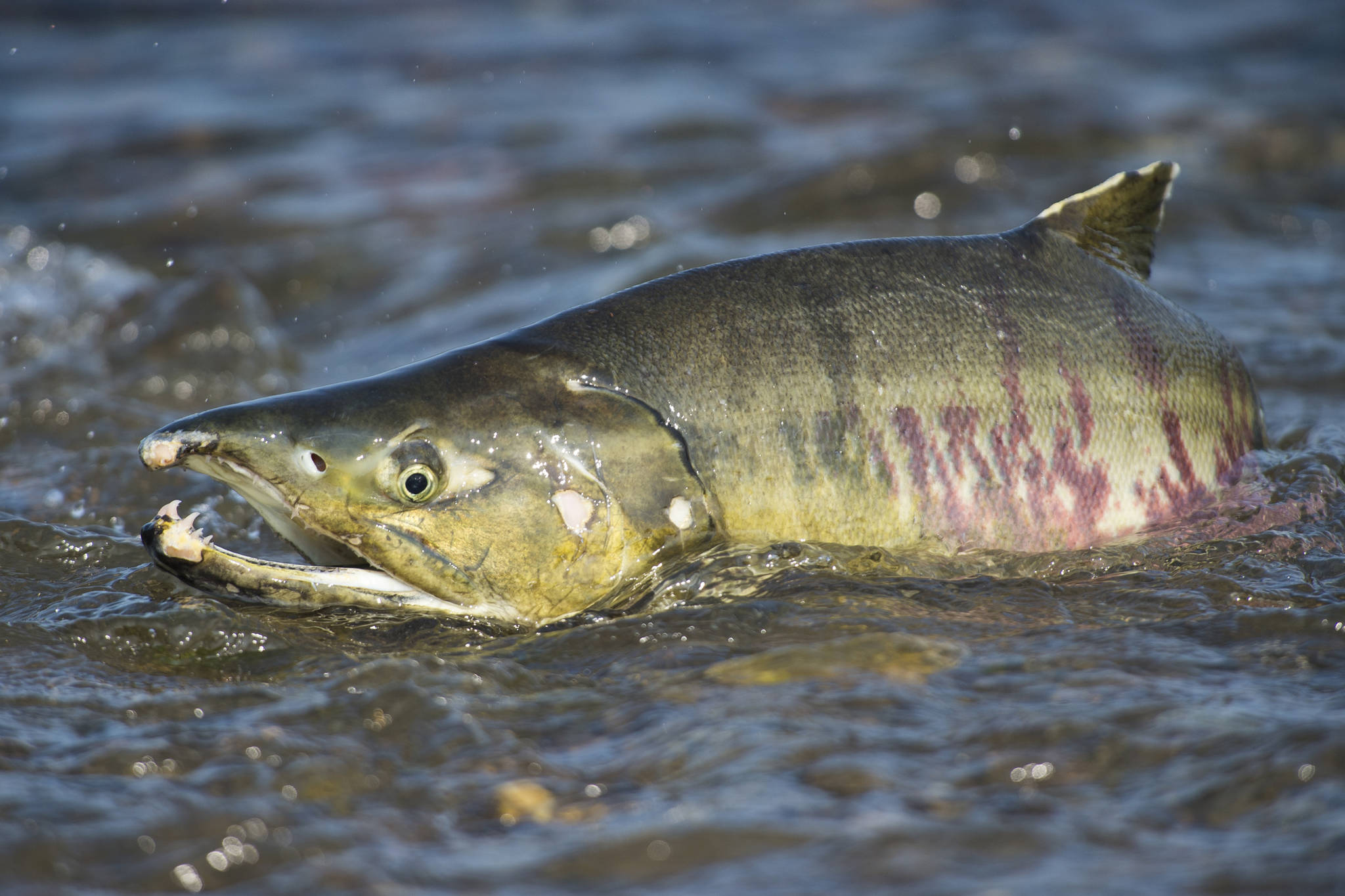 A spawning chum salmon looks to return to the waters of Salmon Creek on Tuesday, July 24, 2018. (Michael Penn | Juneau Empire)