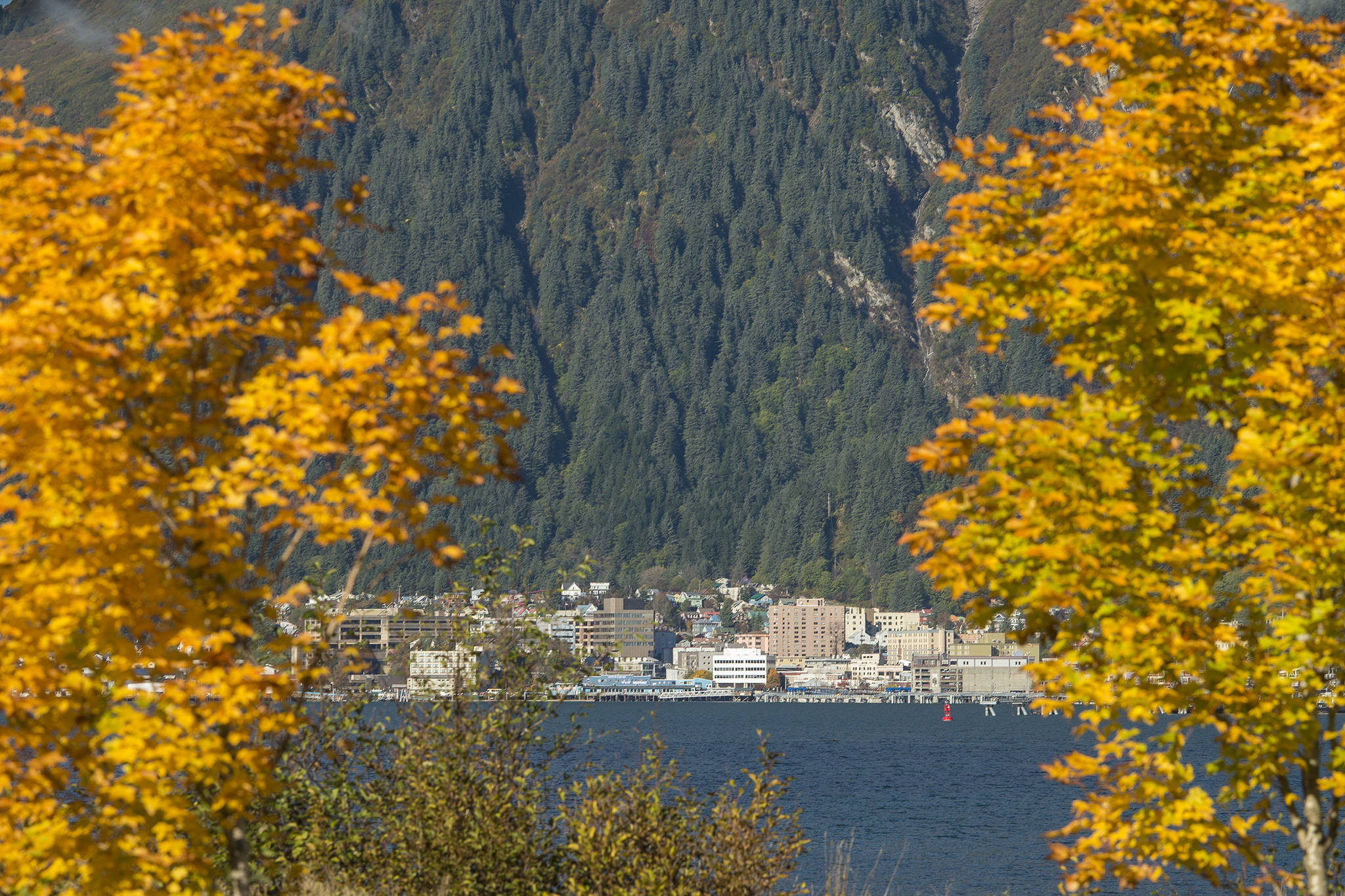 Downtown Juneau is seen through the changing color of tree leaves in Douglas on Monday, Oct. 8, 2018. (Michael Penn | Juneau Empire)